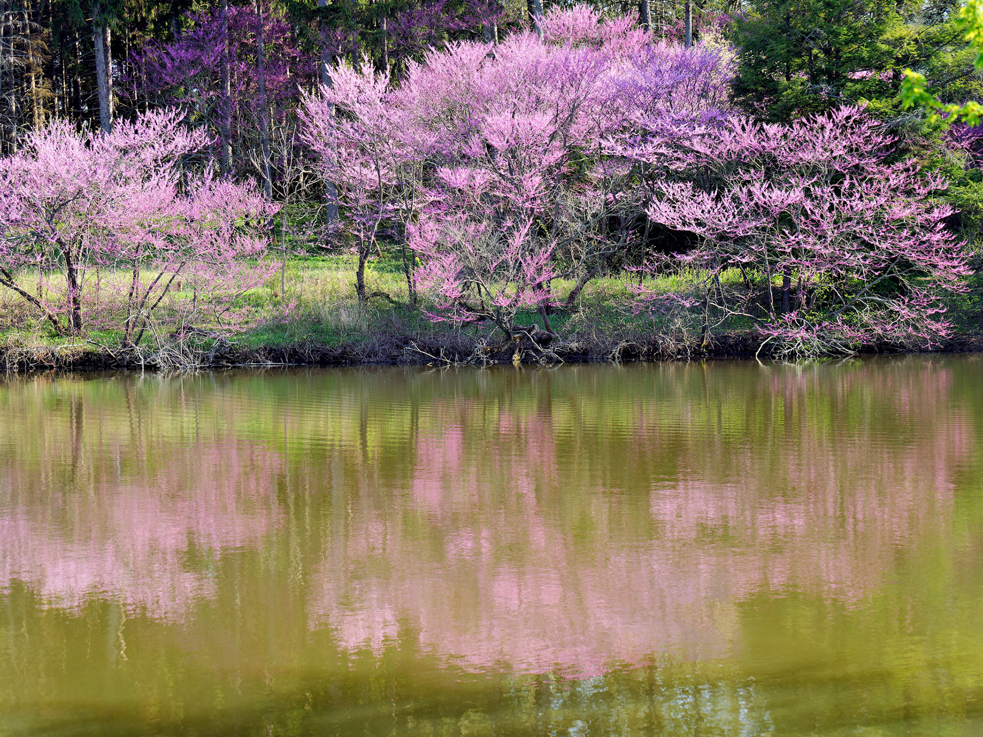 IL_Morton Arboretum_20180507_0806_PS