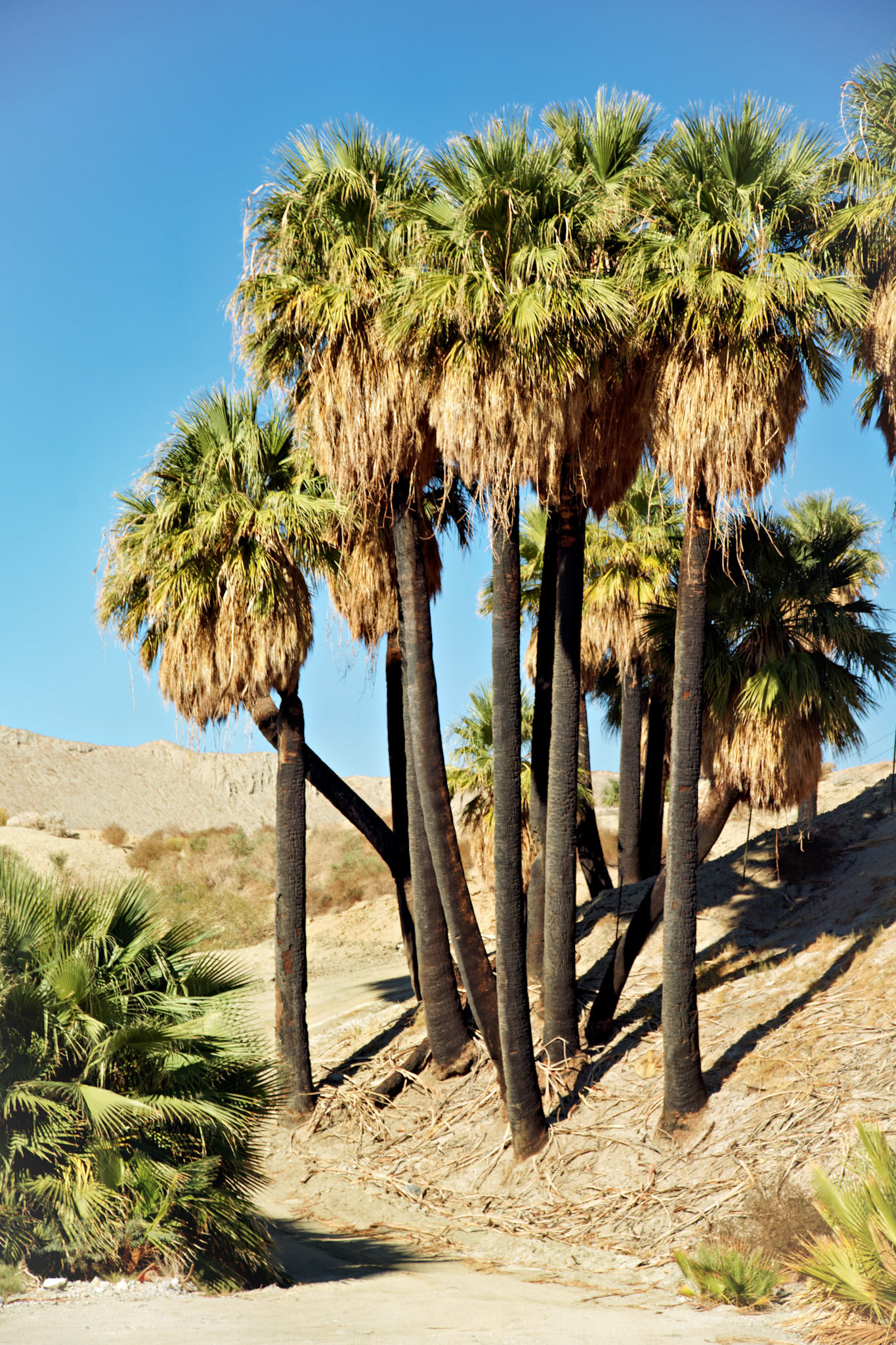 CA_PalmSprings_20111117_0495_PS