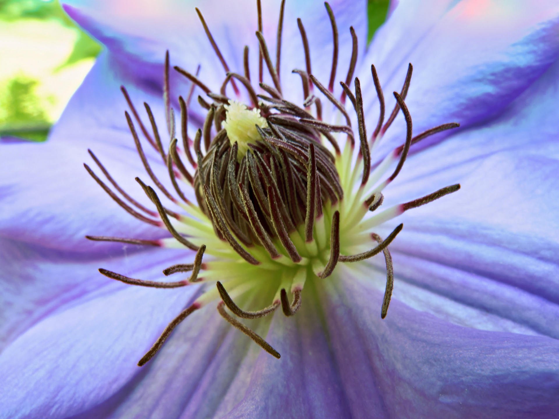 Flowers_20100522_0512_PS