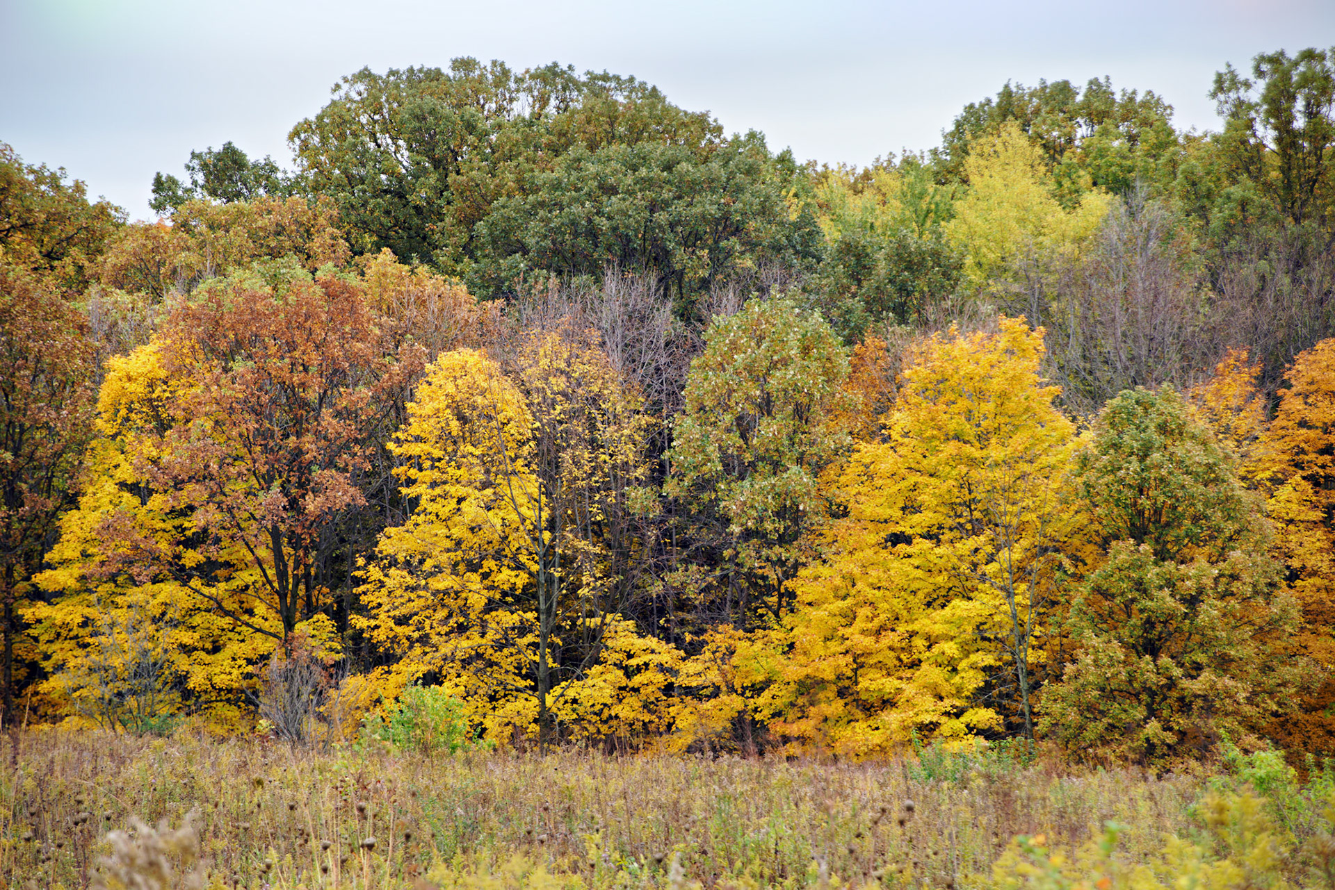 IL_20141016_0568_PS