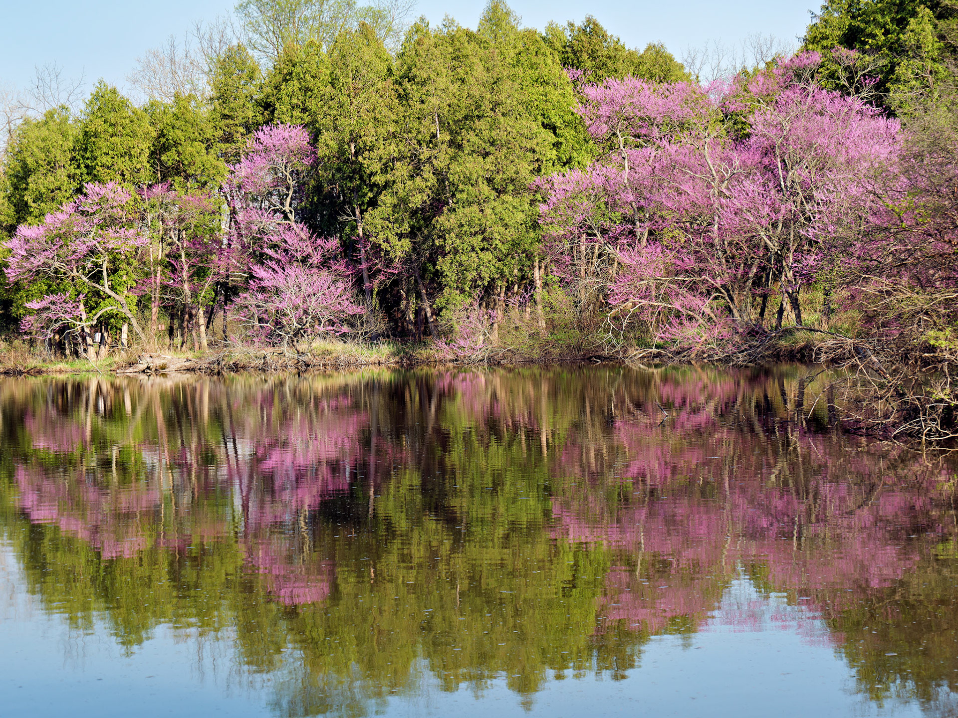 IL_Morton Arboretum_20180507_0853_PS