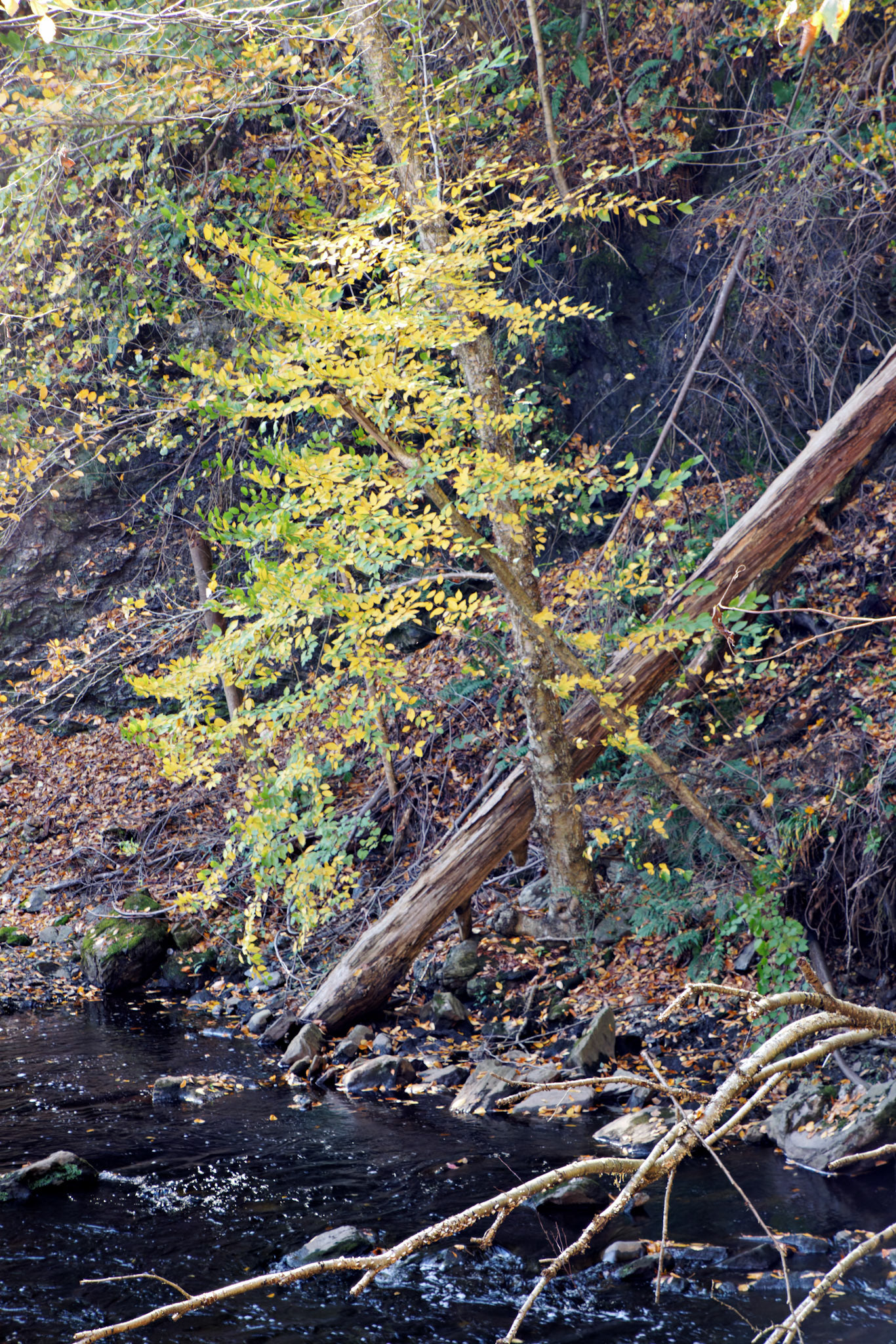 CT_20141016_0424_PS
