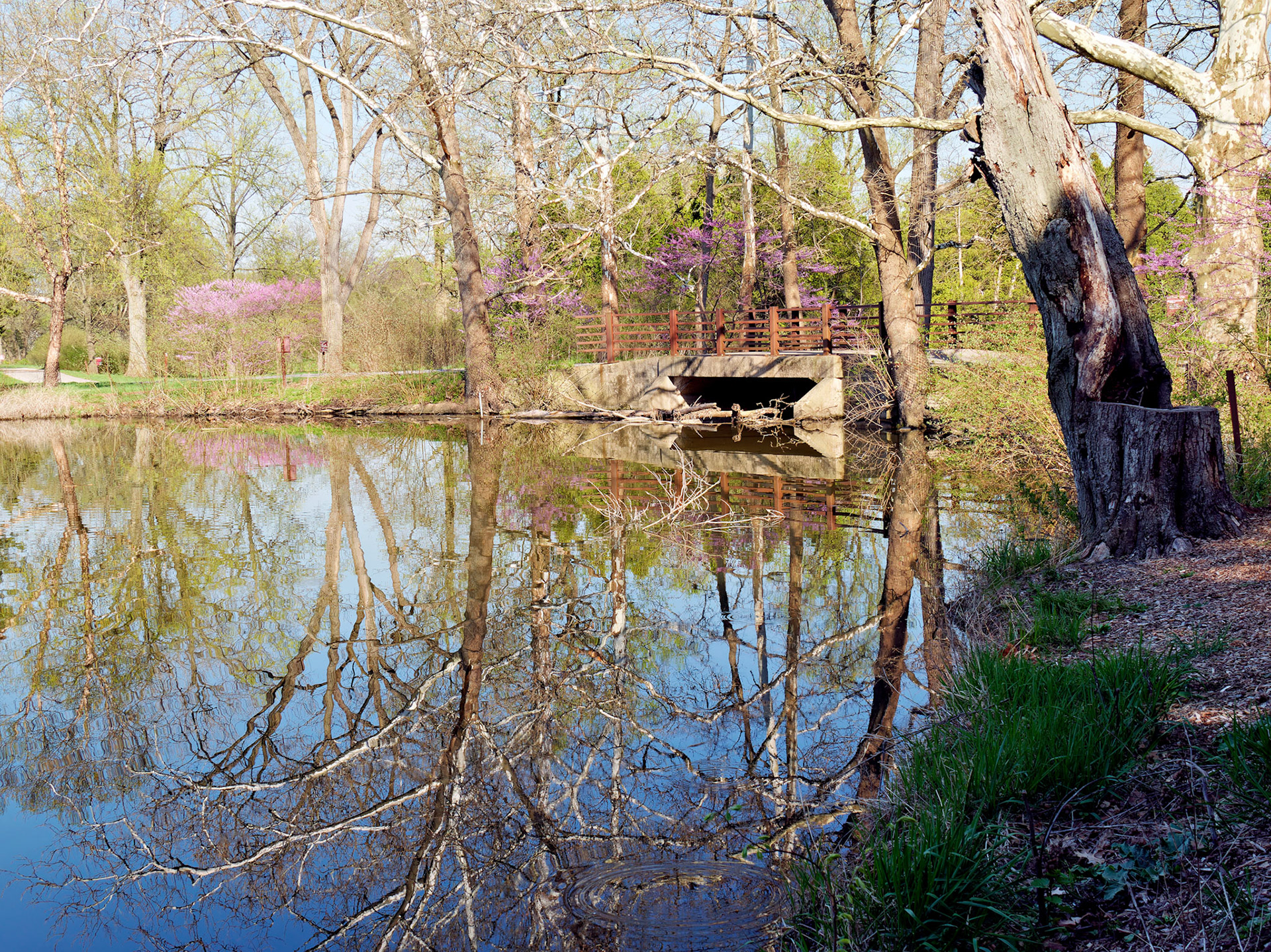 IL_Morton Arboretum_20180507_0831_PS