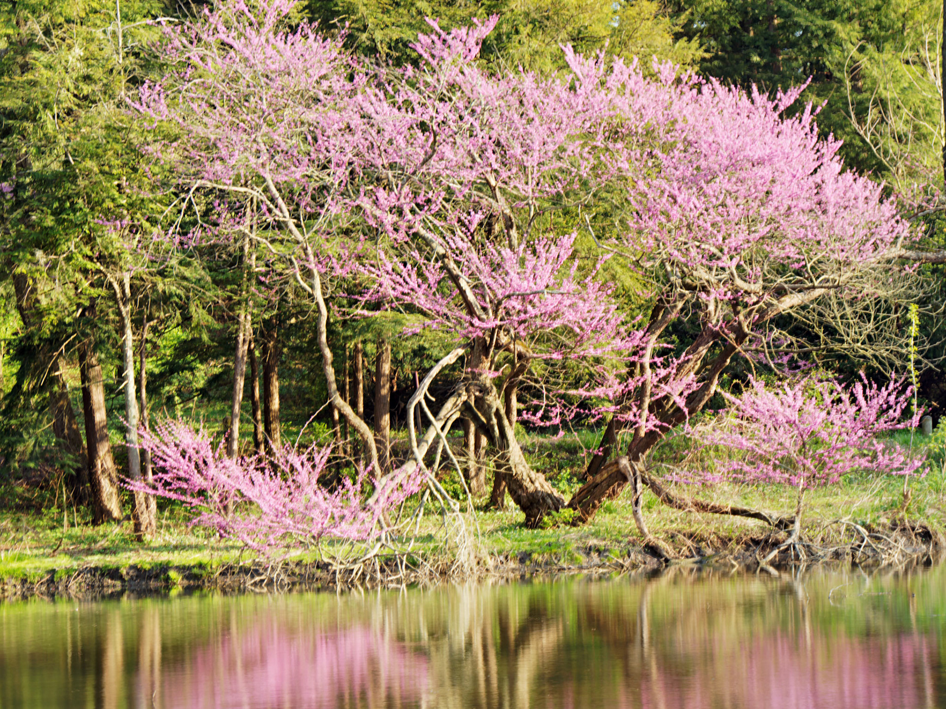 IL_Morton Arboretum_20160425_0754_PS