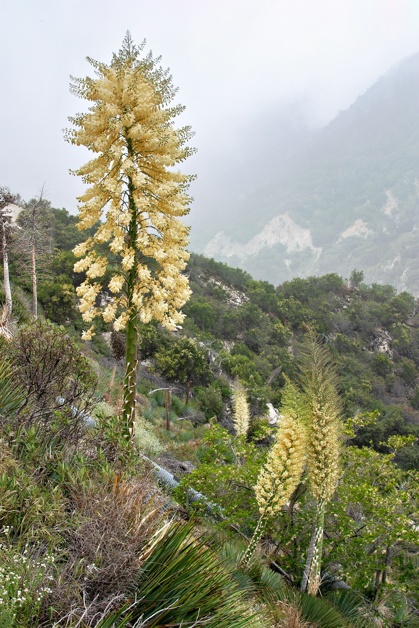 Flowers_20030514_0103_PS