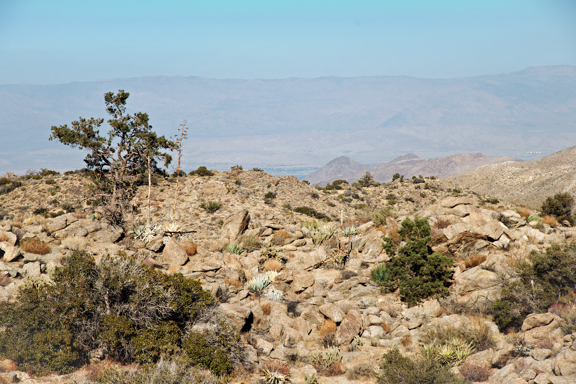 CA_PalmSprings_20111116_0430_PS