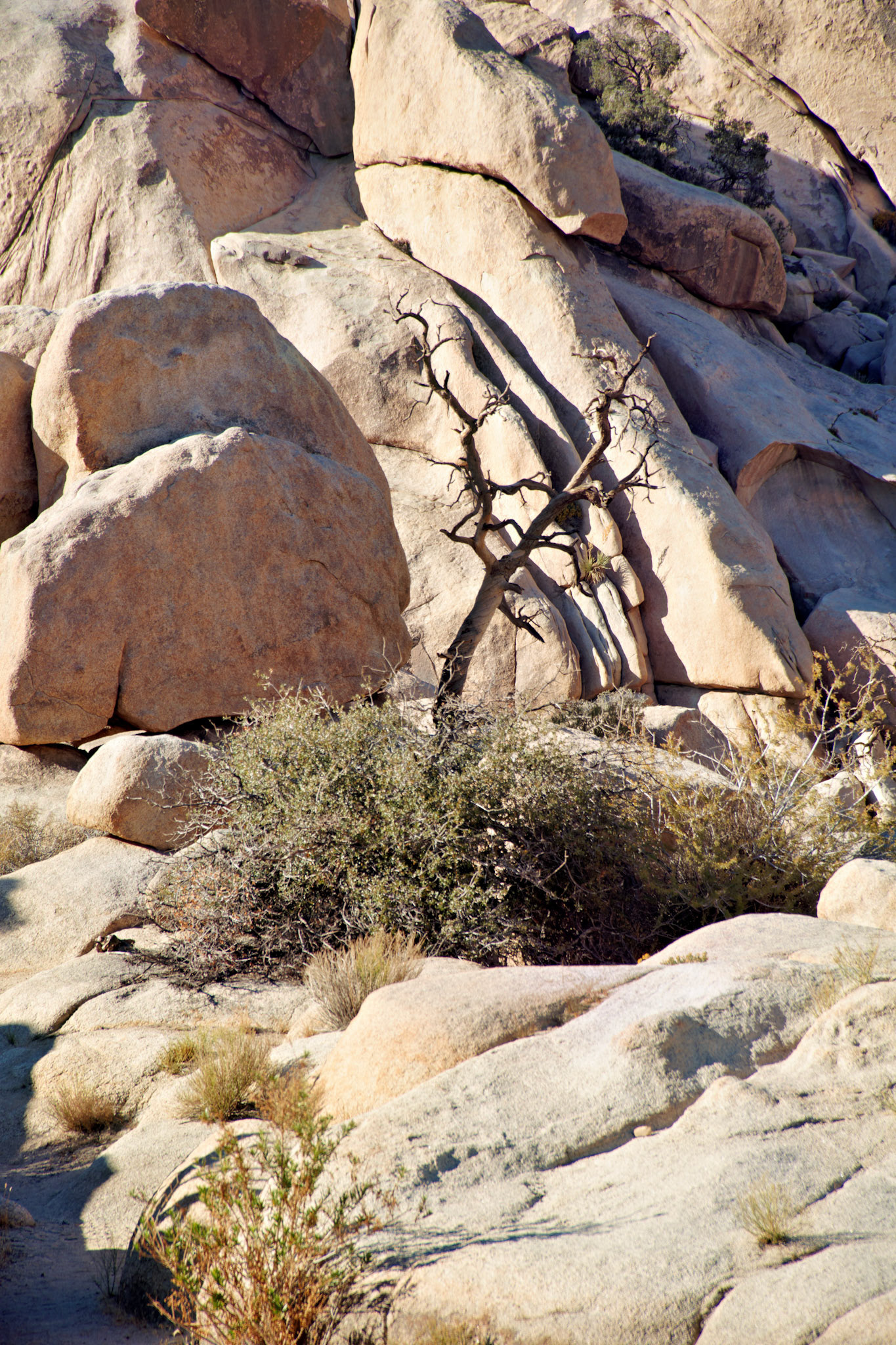 CA_JoshuaTree_20111114_0198_PS