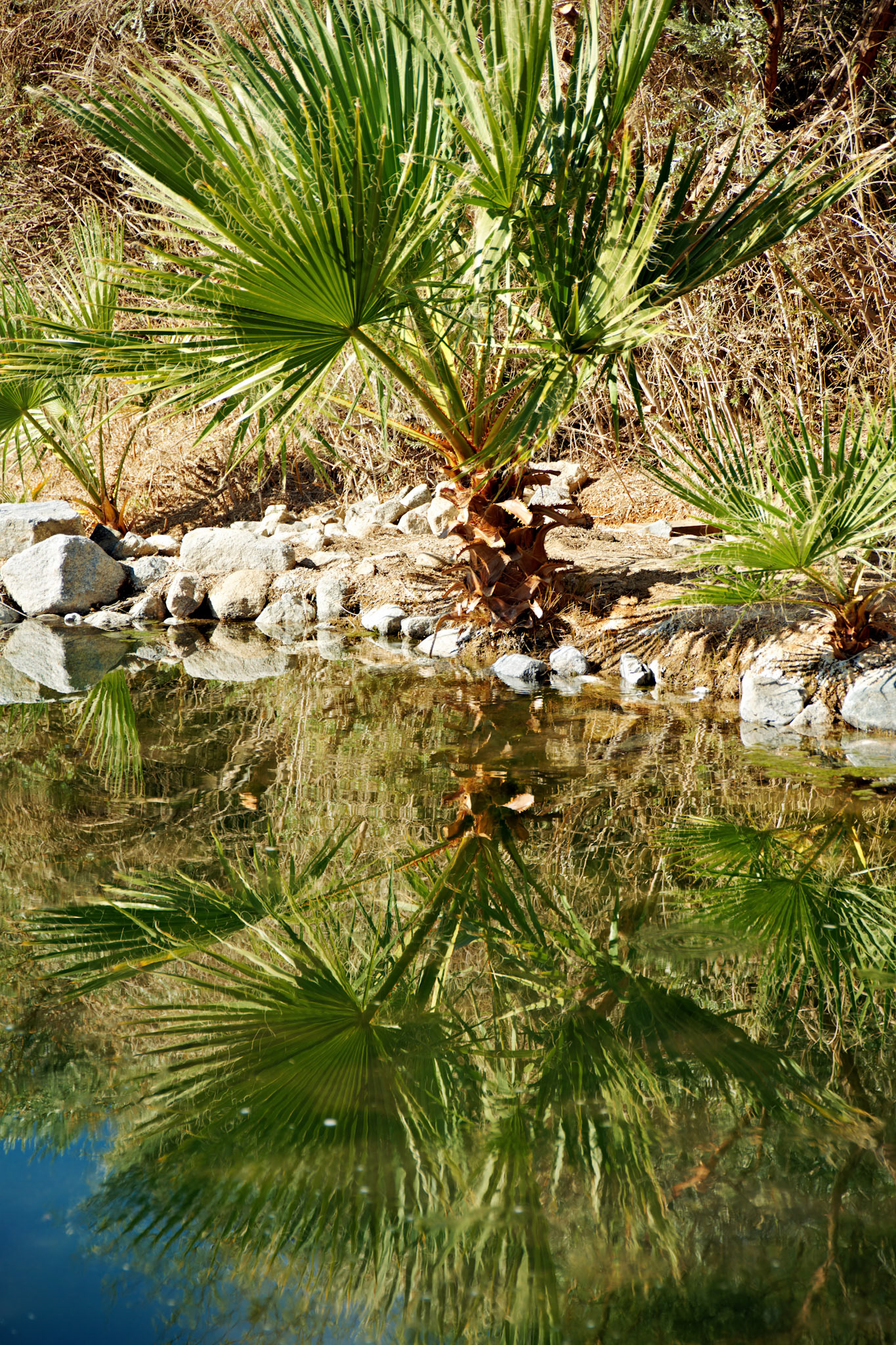 SONY DSC