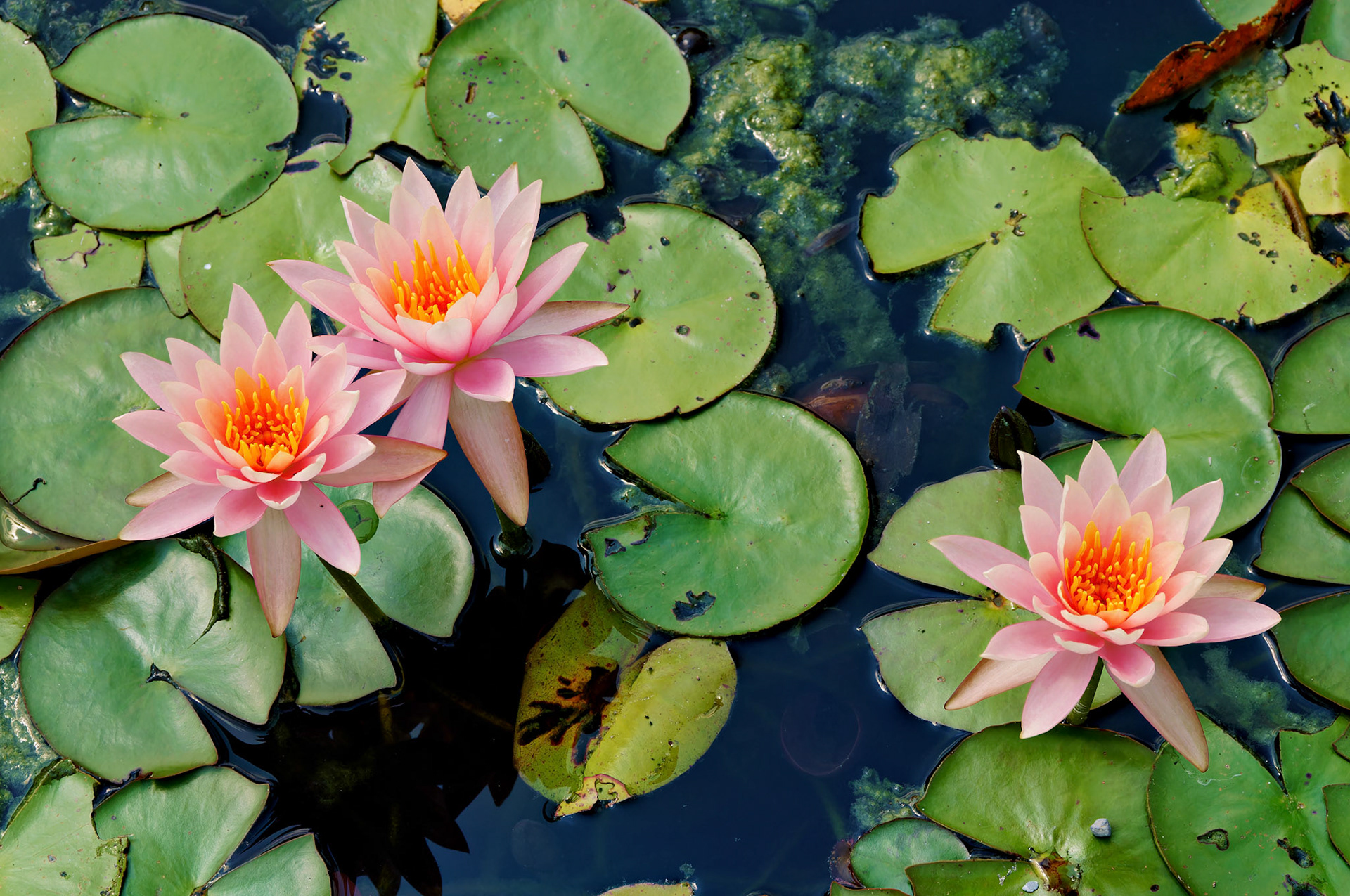 Flowers_20080814_0394_PS
