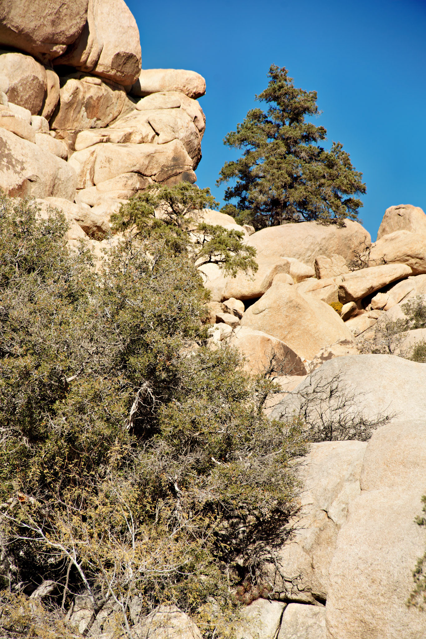 CA_JoshuaTree_20111114_0176_PS