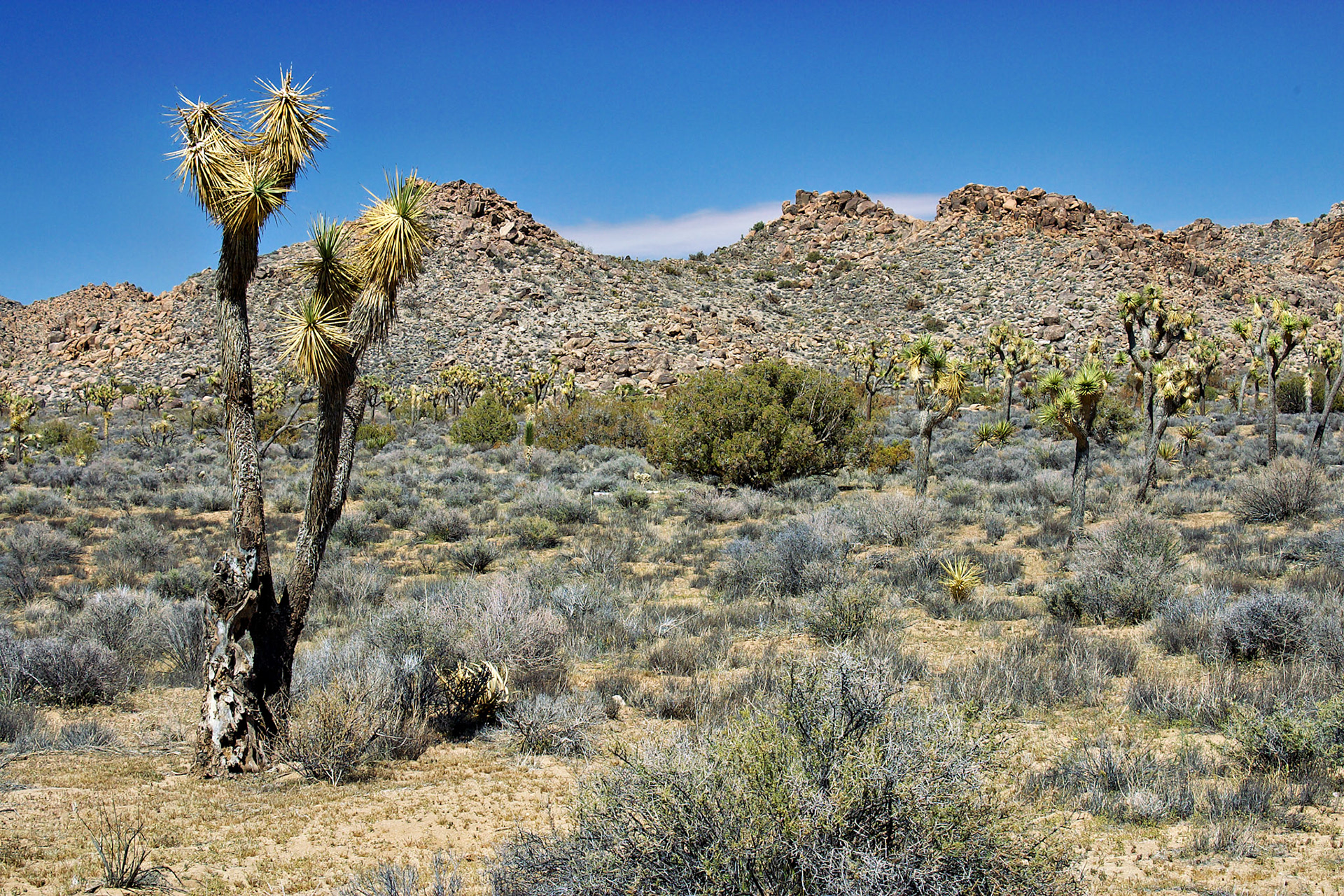 CA_LA_20030514_0060_PS