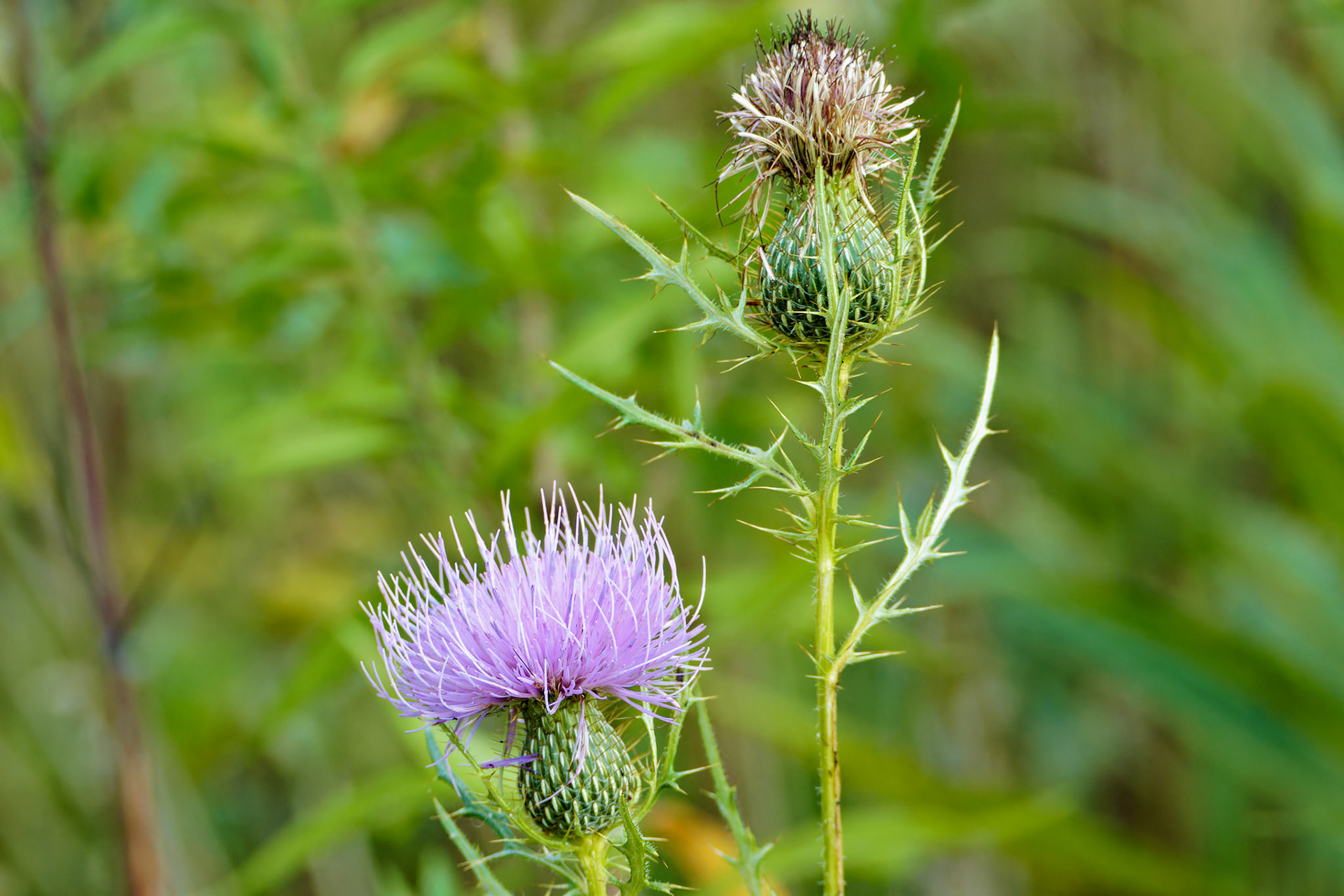 Flowers_20140831_0733_PS