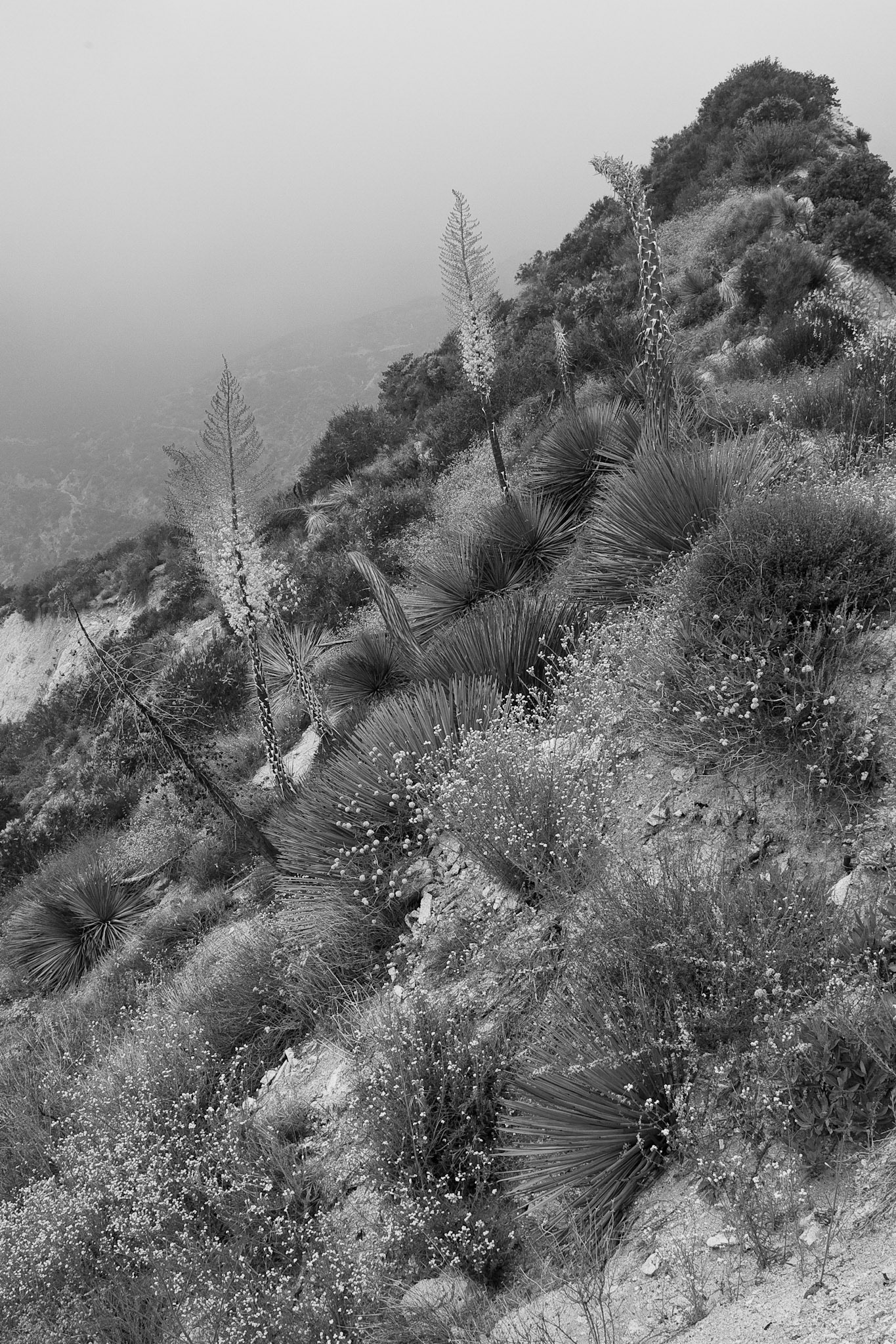 Black &amp; White Photos
