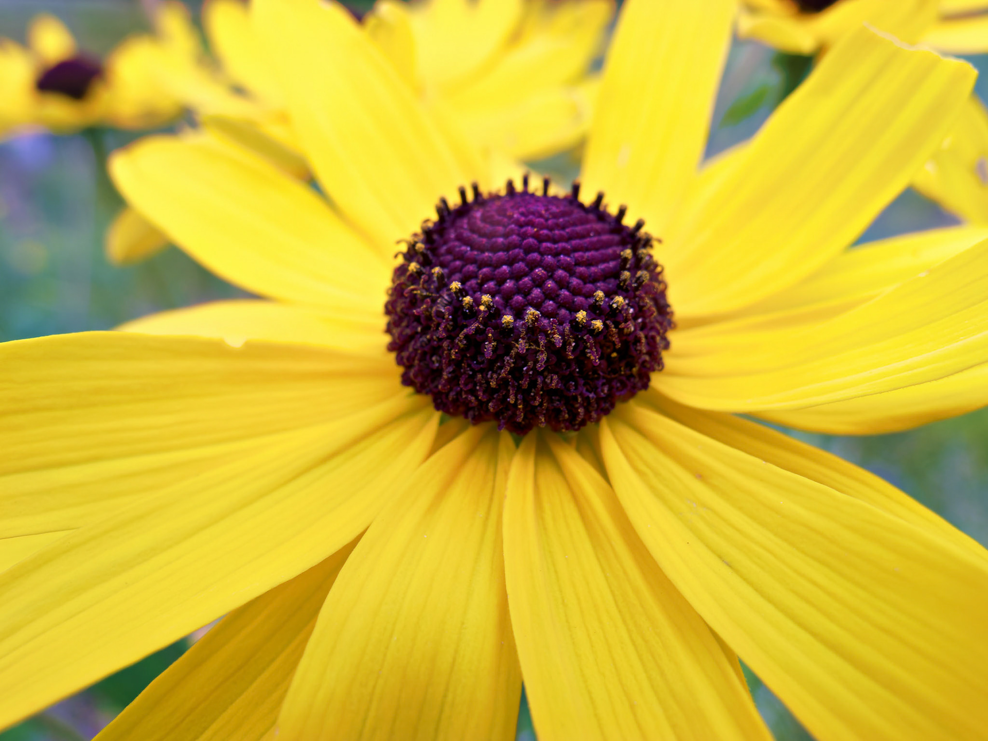 Flowers_20090822_0438_PS