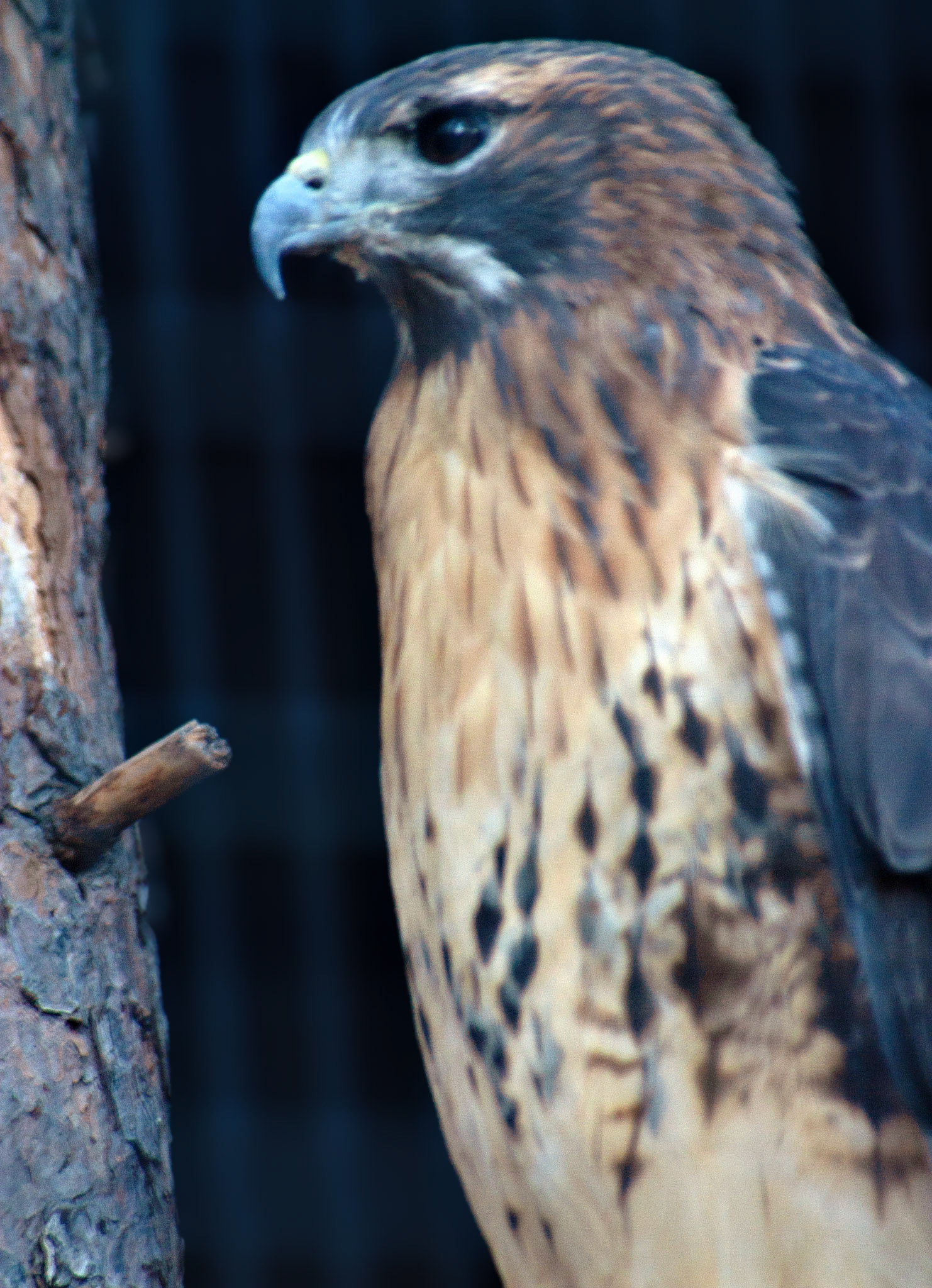 Birds_Wildlife_20021108_0055_PS