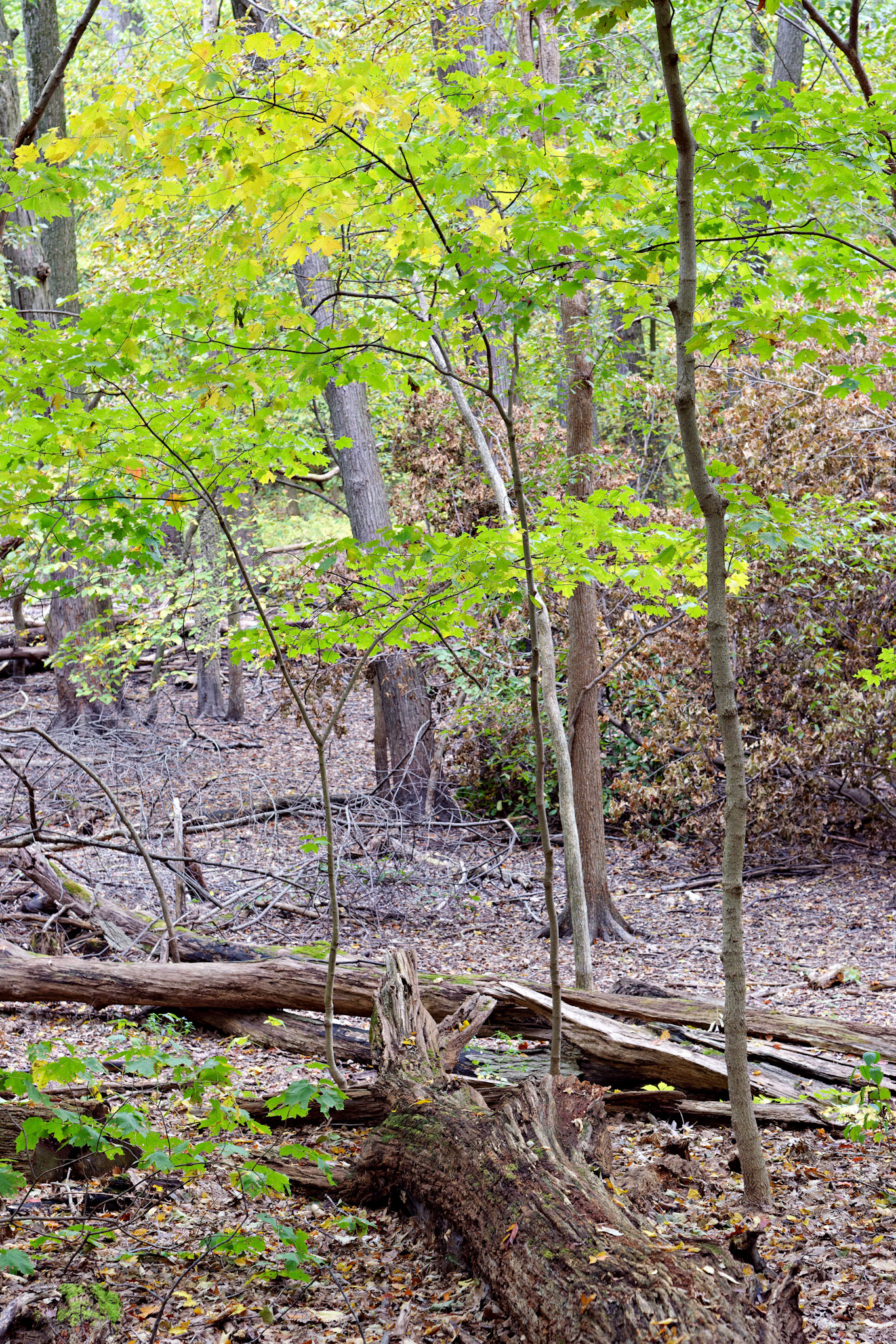 IL_Morton Arboretum_20121005_0532_PS