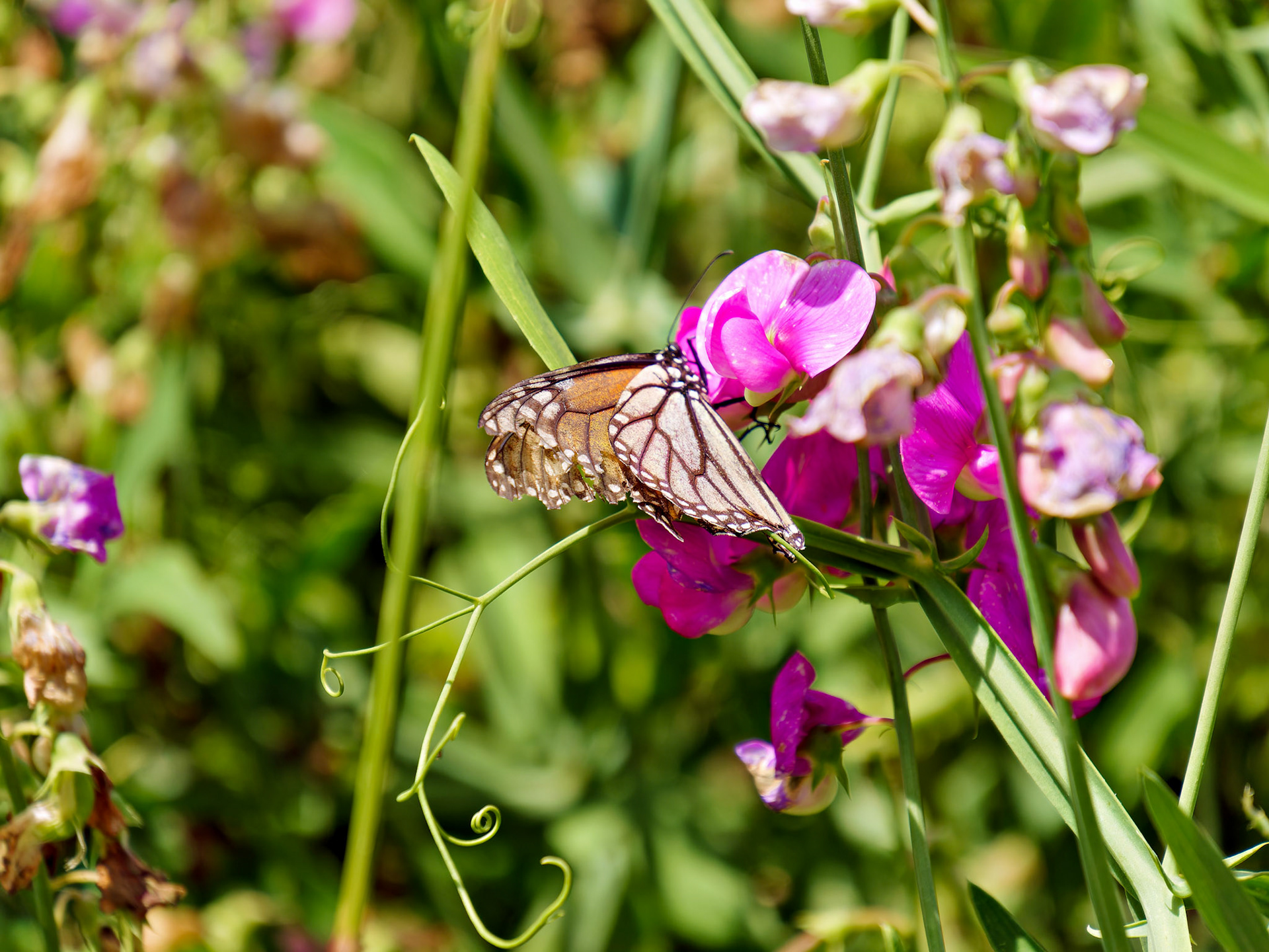 Insects_MA_CapeCodNatShore_20180723_0005_PS
