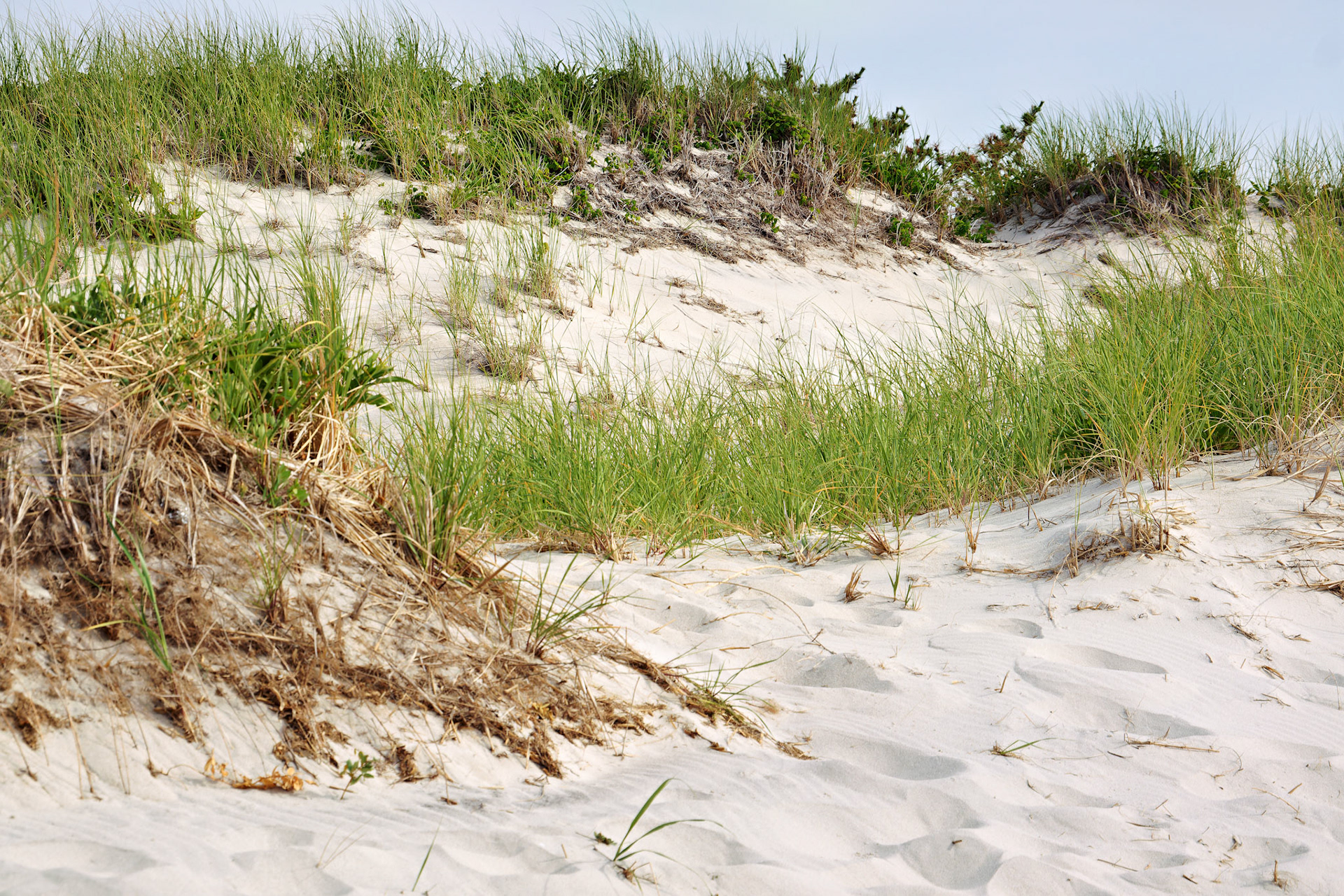 MA_CapeCod_20150717_0221_PS