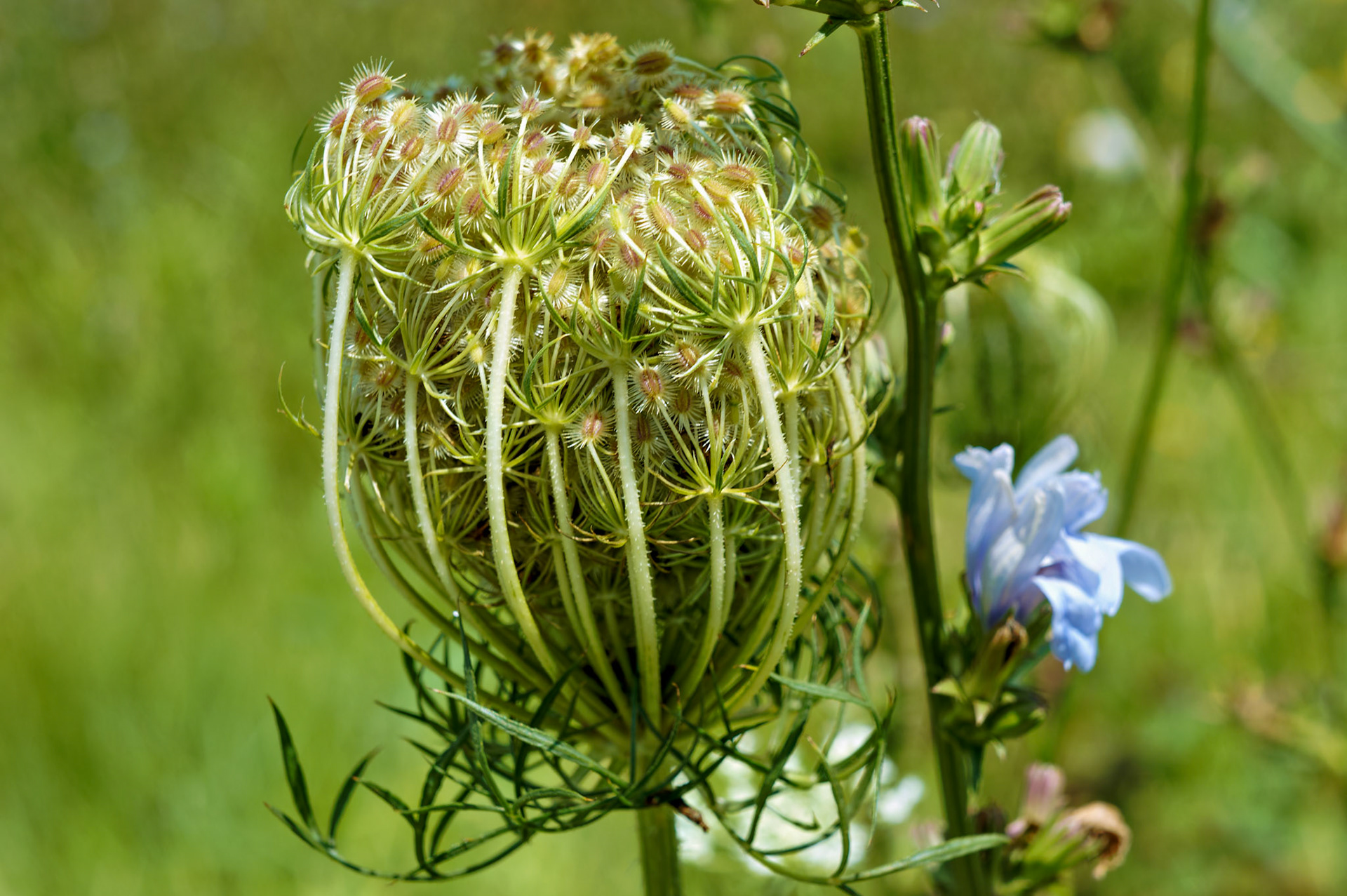 Flowers_20100729_0530_PS