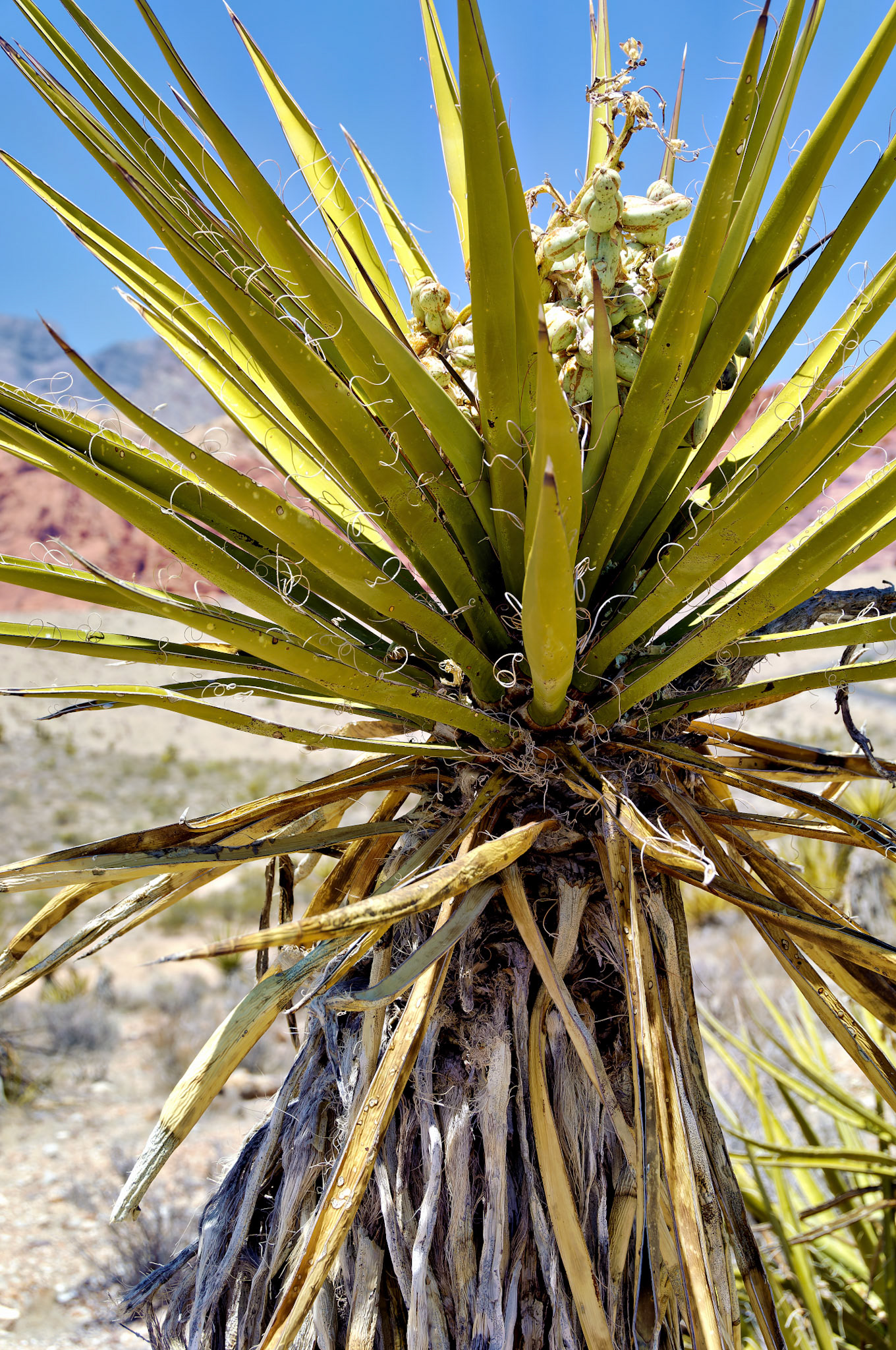 NV_20070531_0110_PS.tif