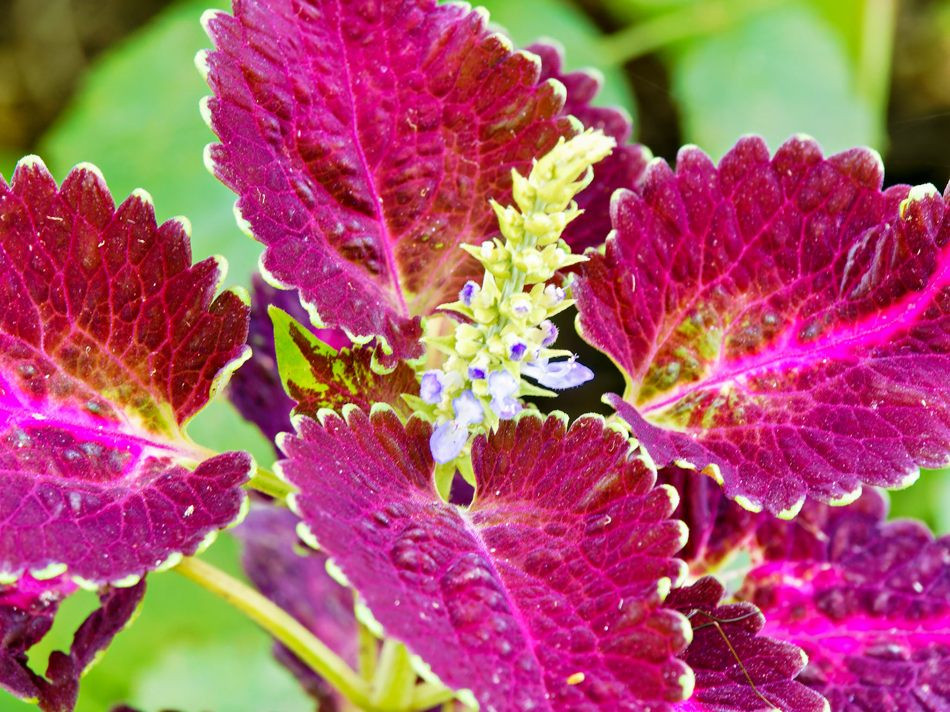 Flowers_20130817_0624_PS