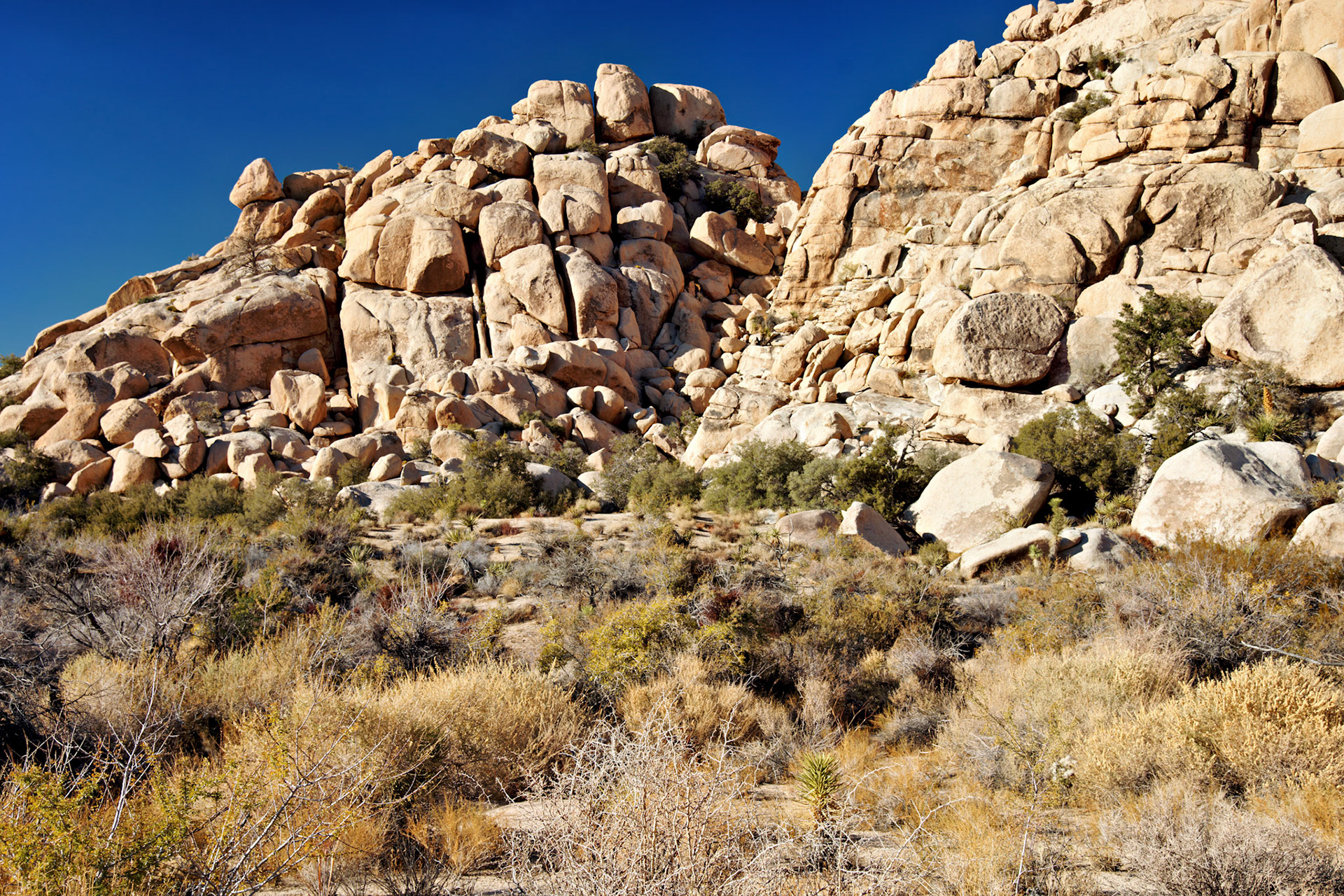 CA_JoshuaTree_20111114_0240_PS