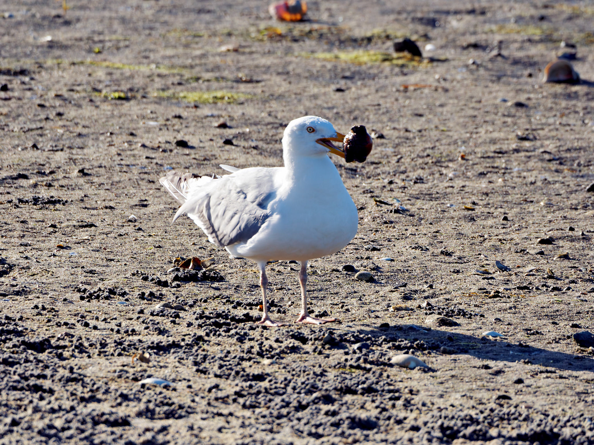 MA_CapeCod_20180724_0432_PS