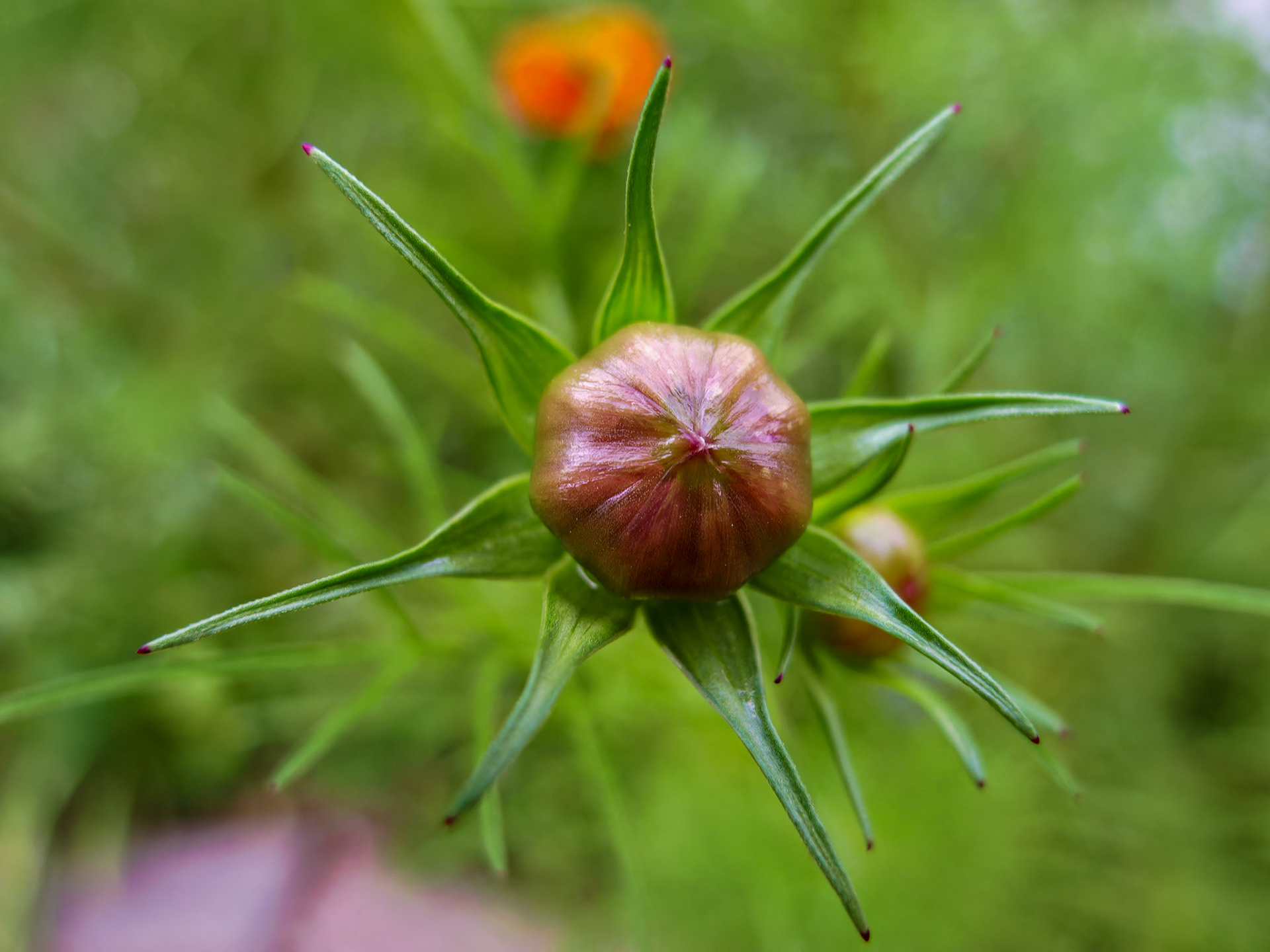 Flowers_20090818_0432_PS