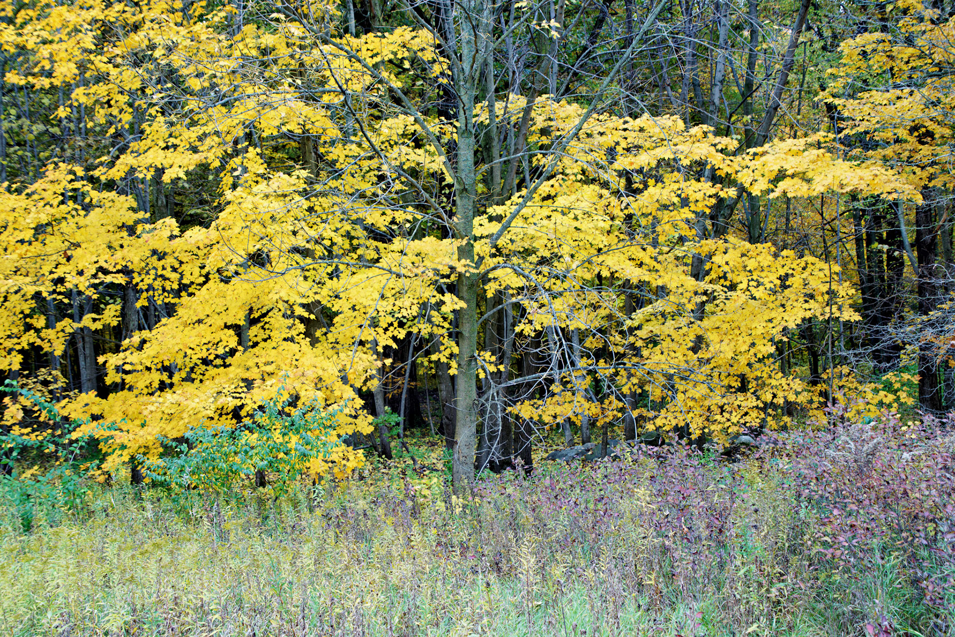 IL_20141016_0571_PS