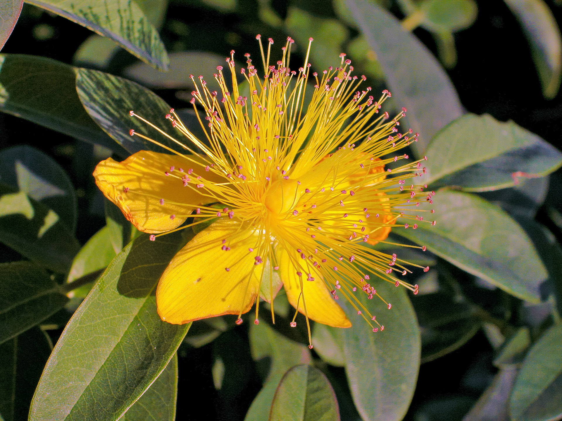 Flowers_20021004_0025_PS