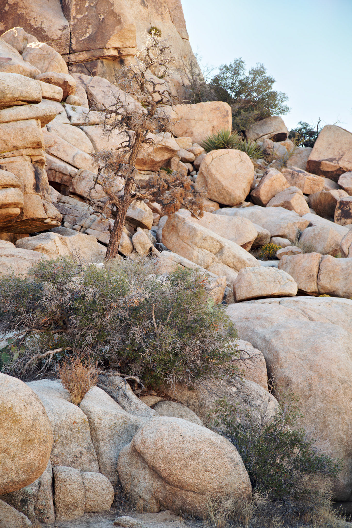 CA_JoshuaTree_20111114_0201_PS