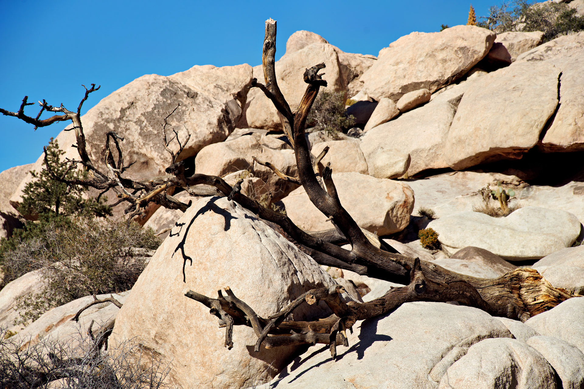 CA_JoshuaTree_20111114_0180_PS