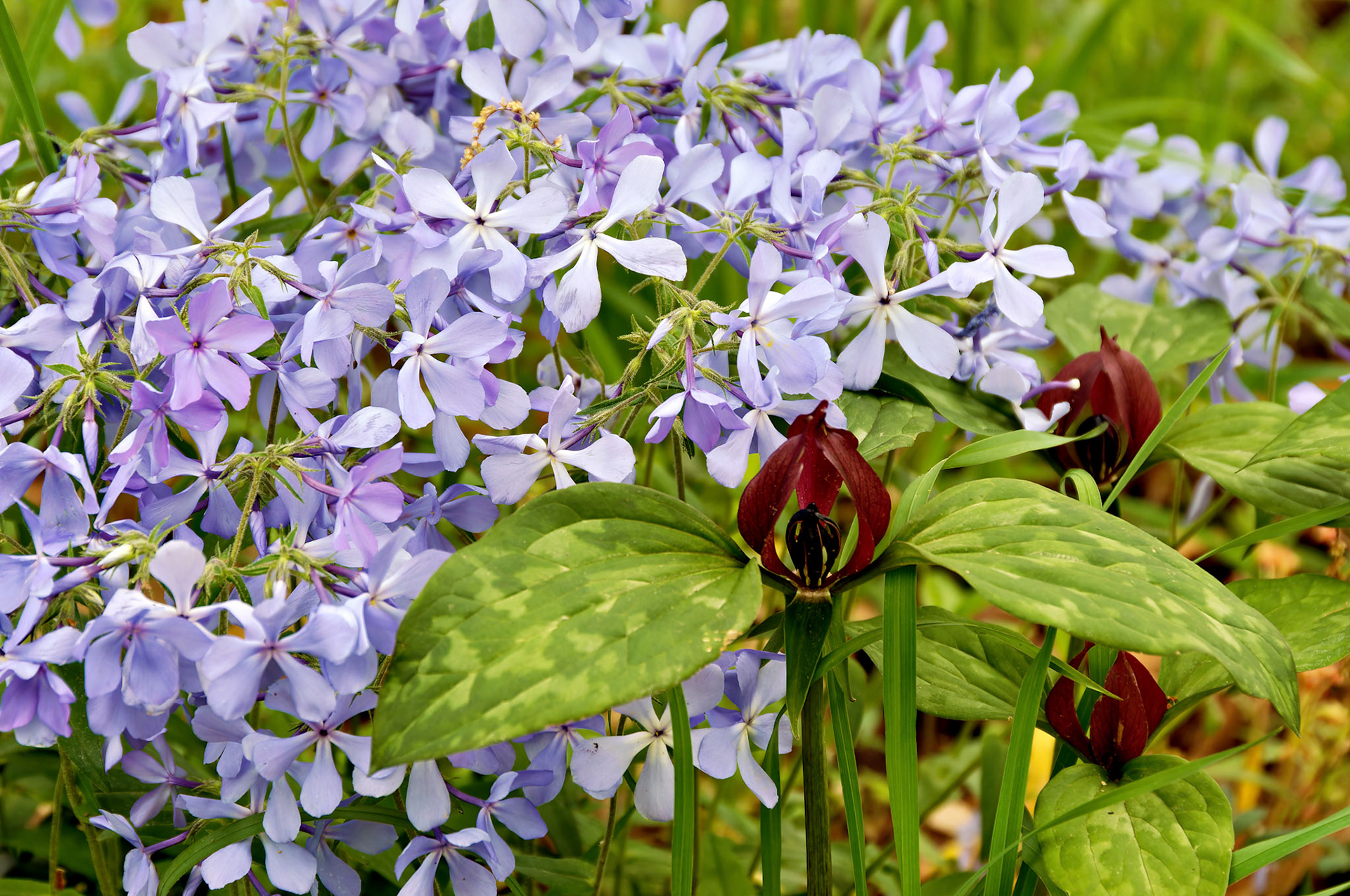 Flowers_20050511_0261_PS