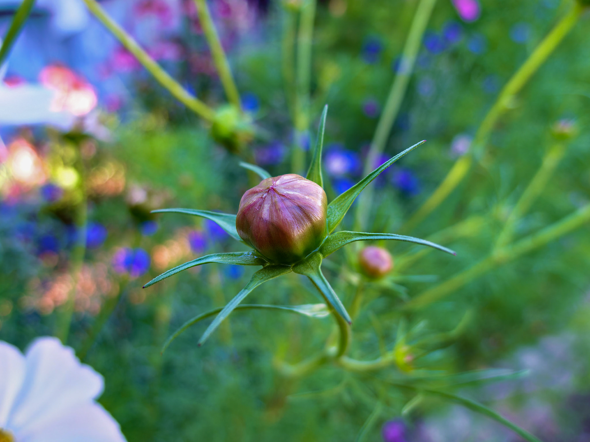 Flowers_20090823_0468_PS