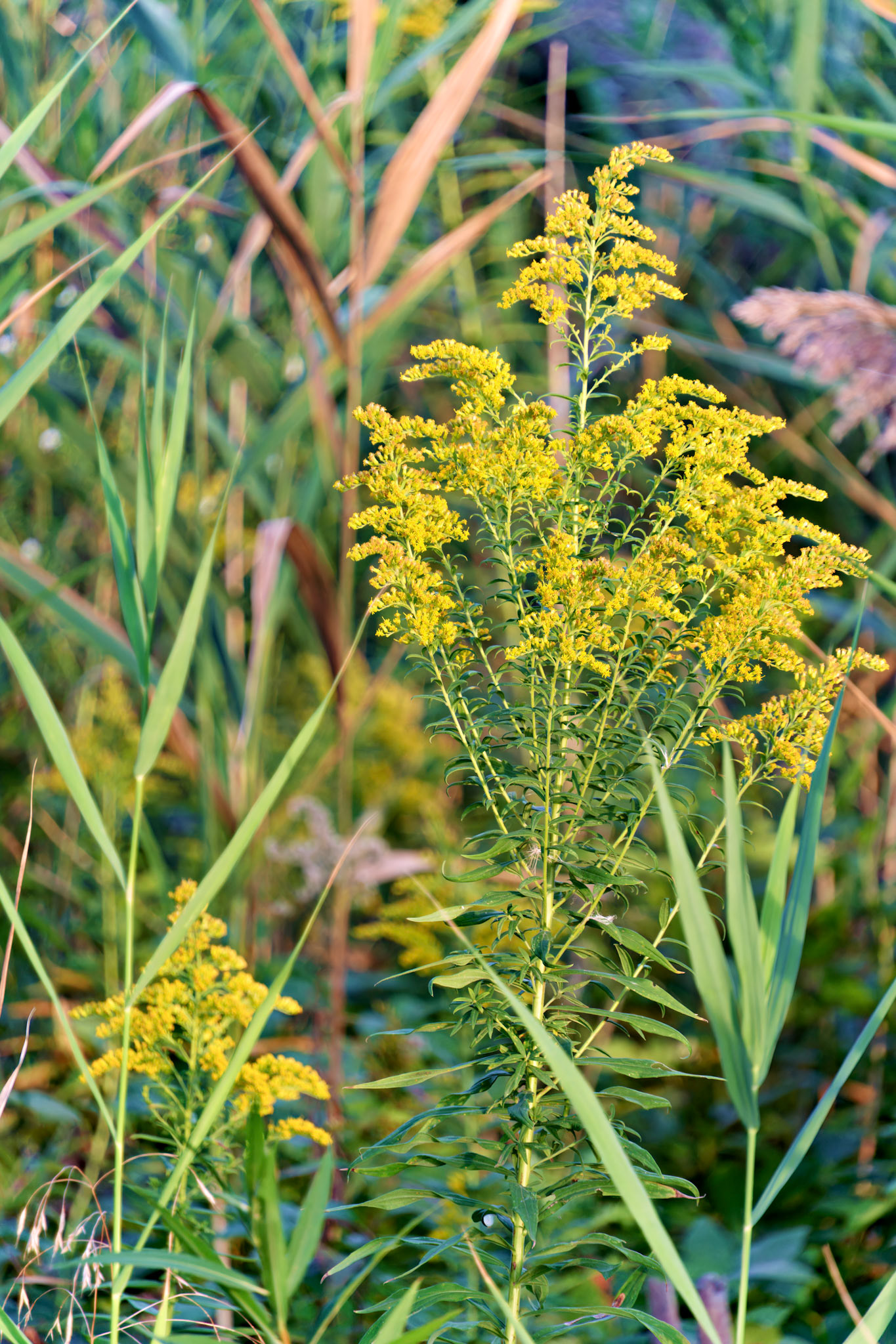 Flowers__FXT1491