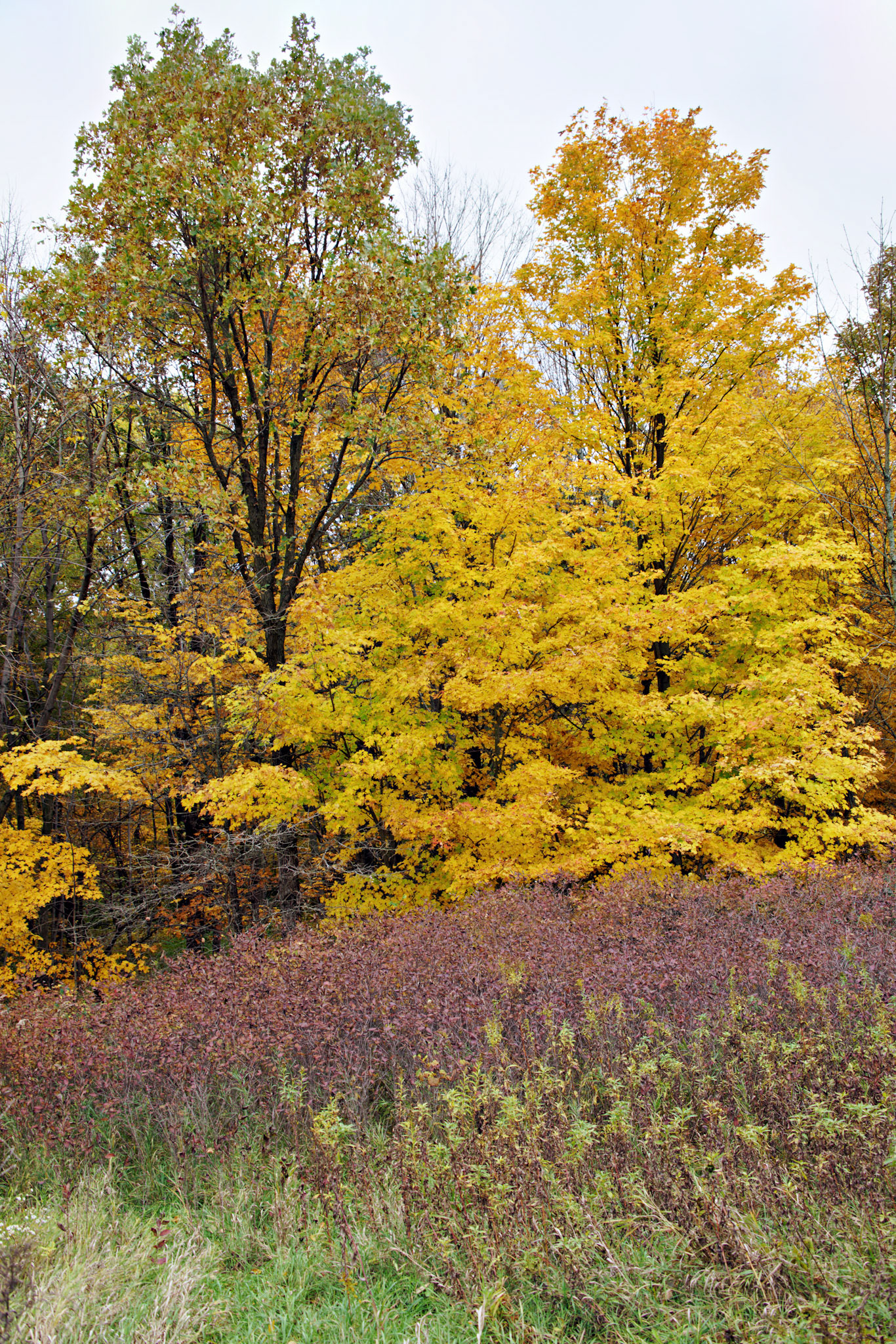 IL_20141016_0570_PS