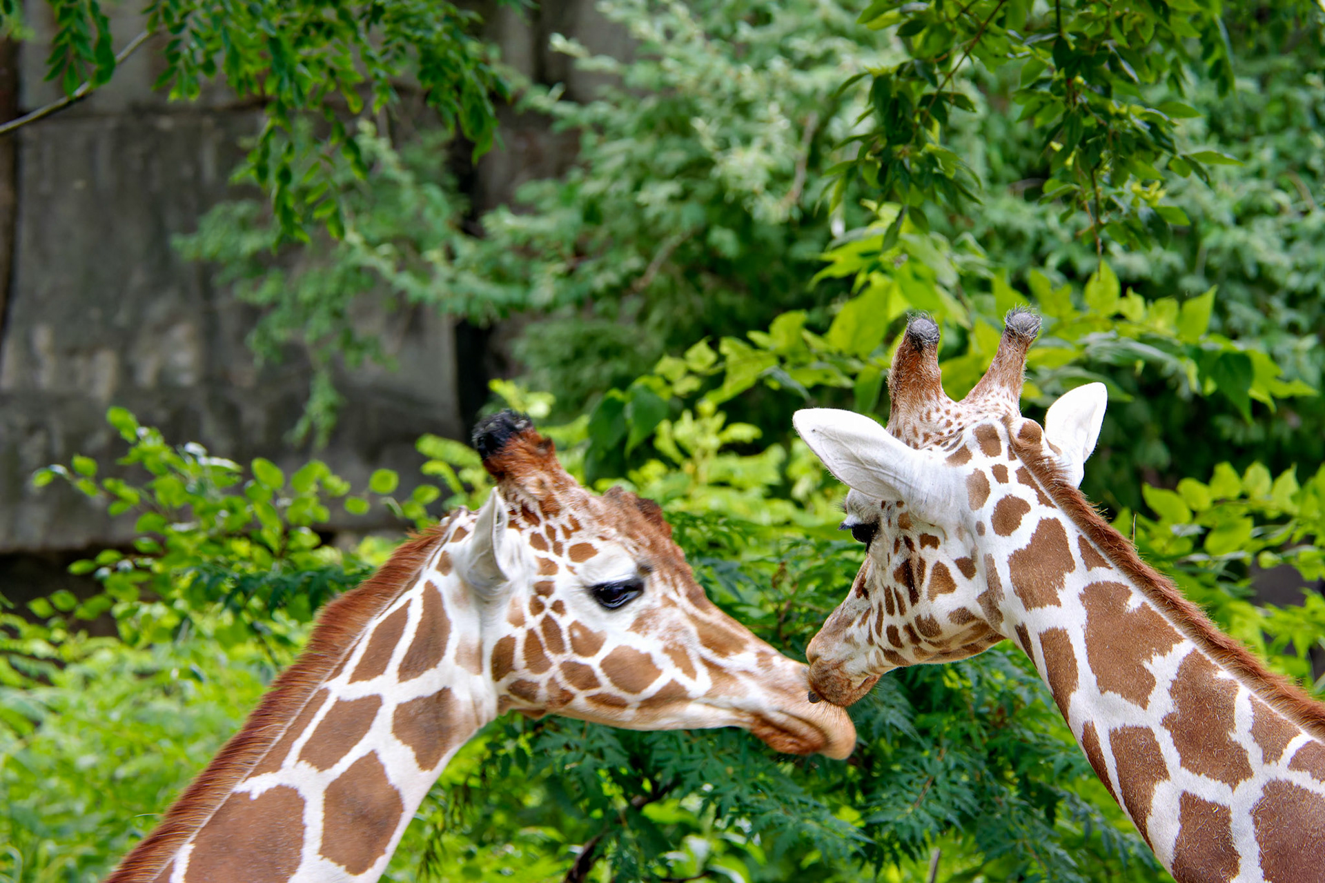 Wildlife_20140718_0465_PS