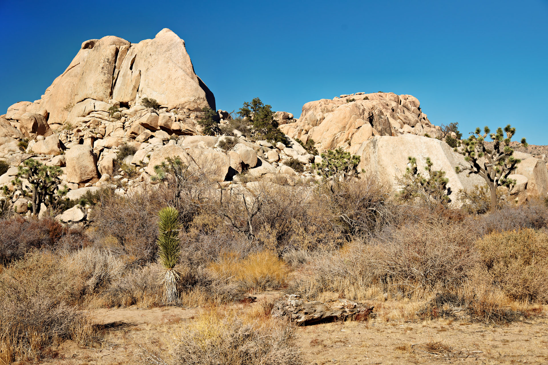 CA_JoshuaTree_20111114_0167_PS