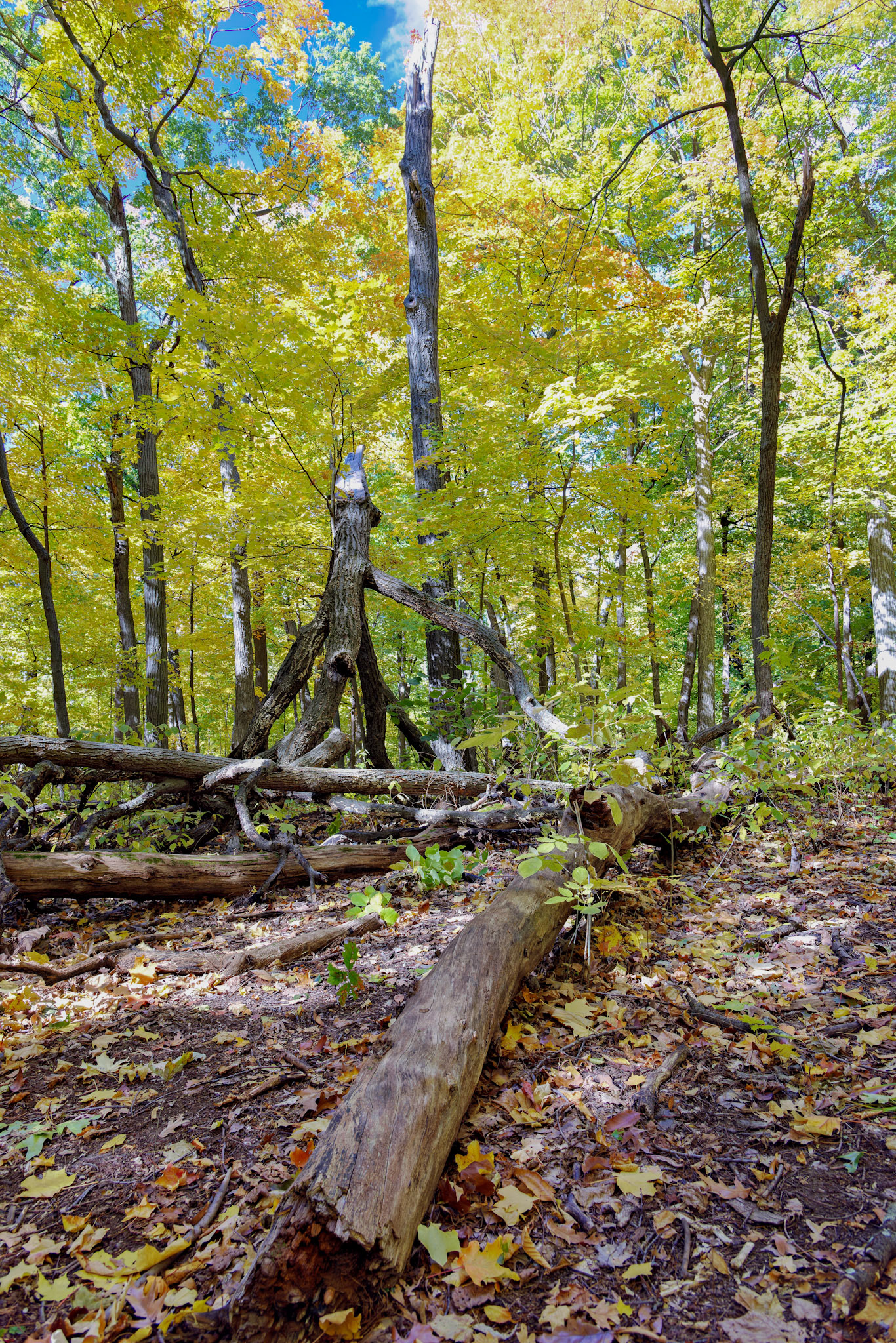 IL_Morton Arboretum_20121012_0571_PS