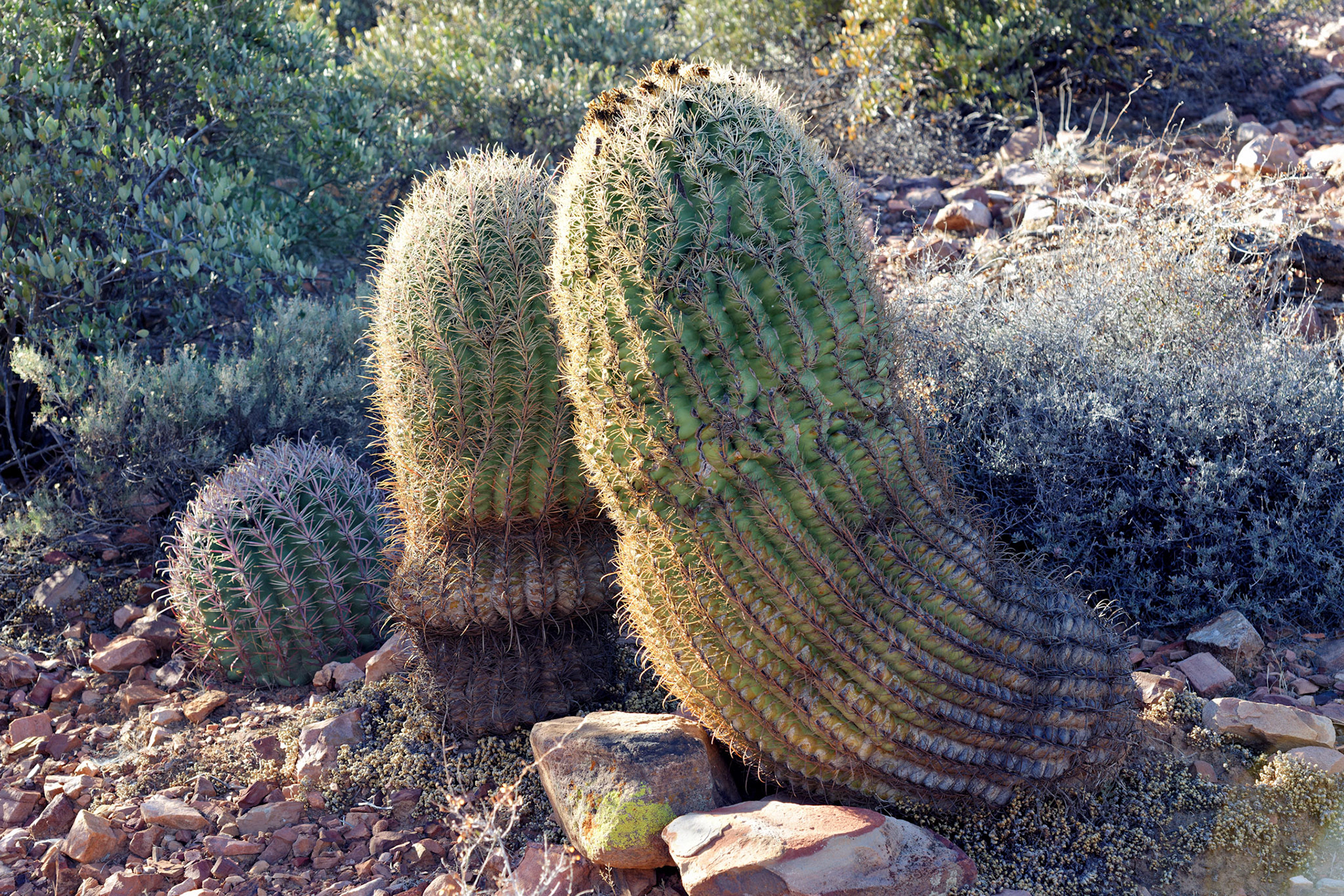 AZ_20121210_0404_PS.dng