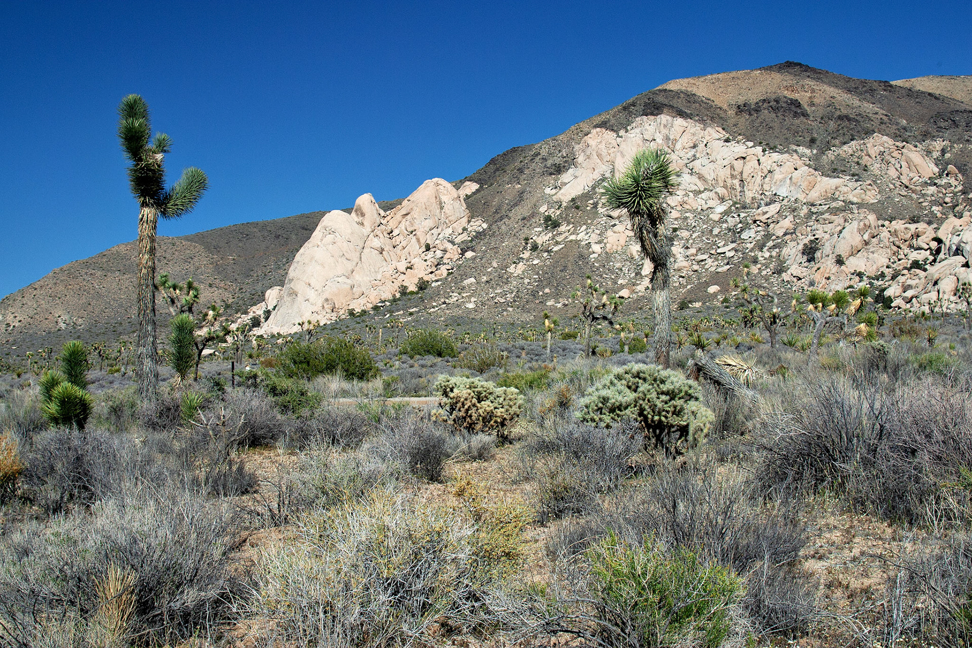 CA_JoshuaTree_20030514_0031_PS