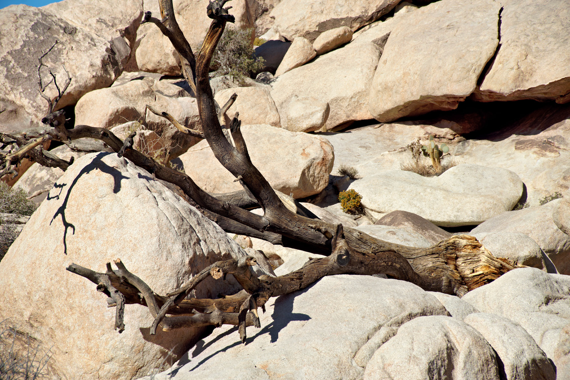 CA_JoshuaTree_20111114_0179_PS