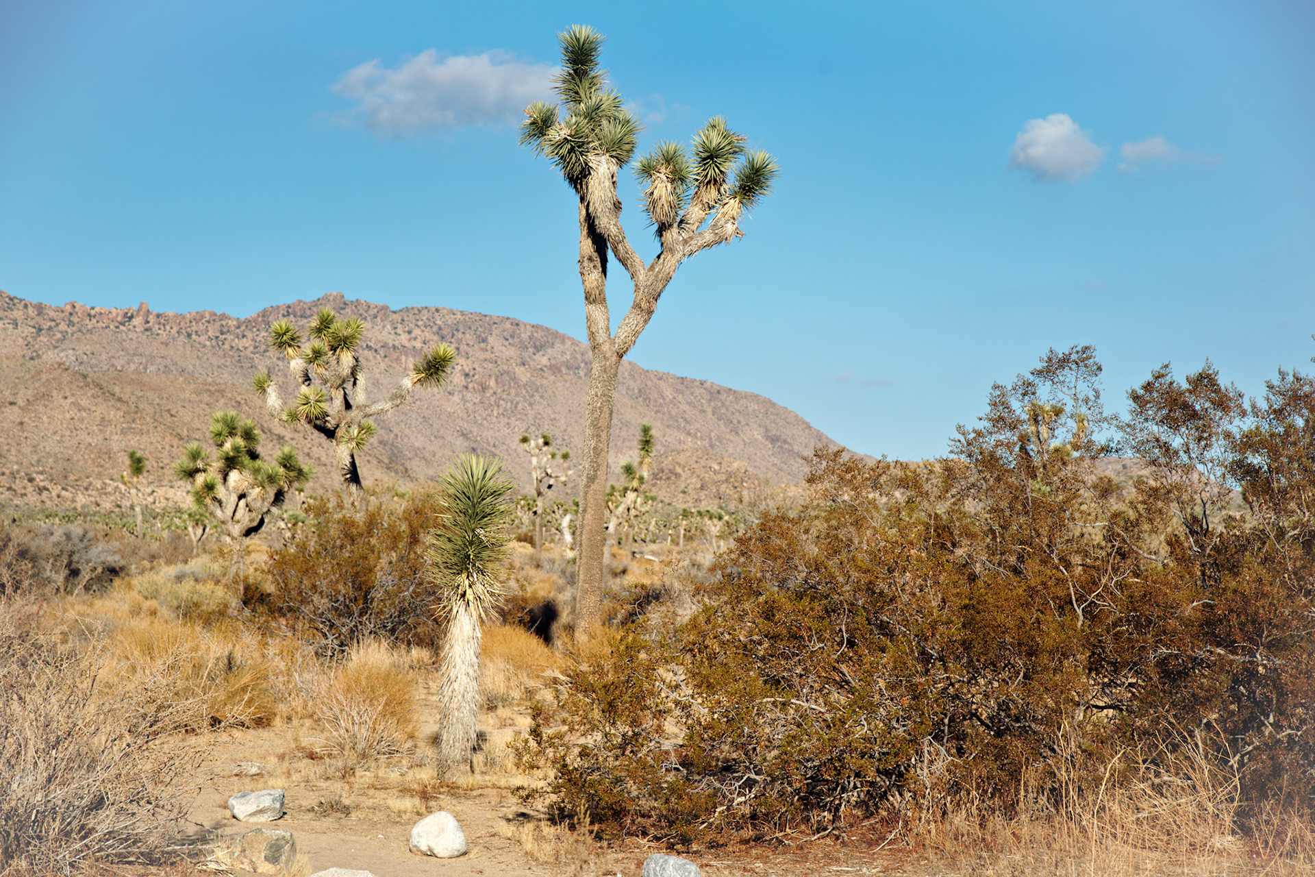 CA_JoshuaTree_20111114_0263_PS
