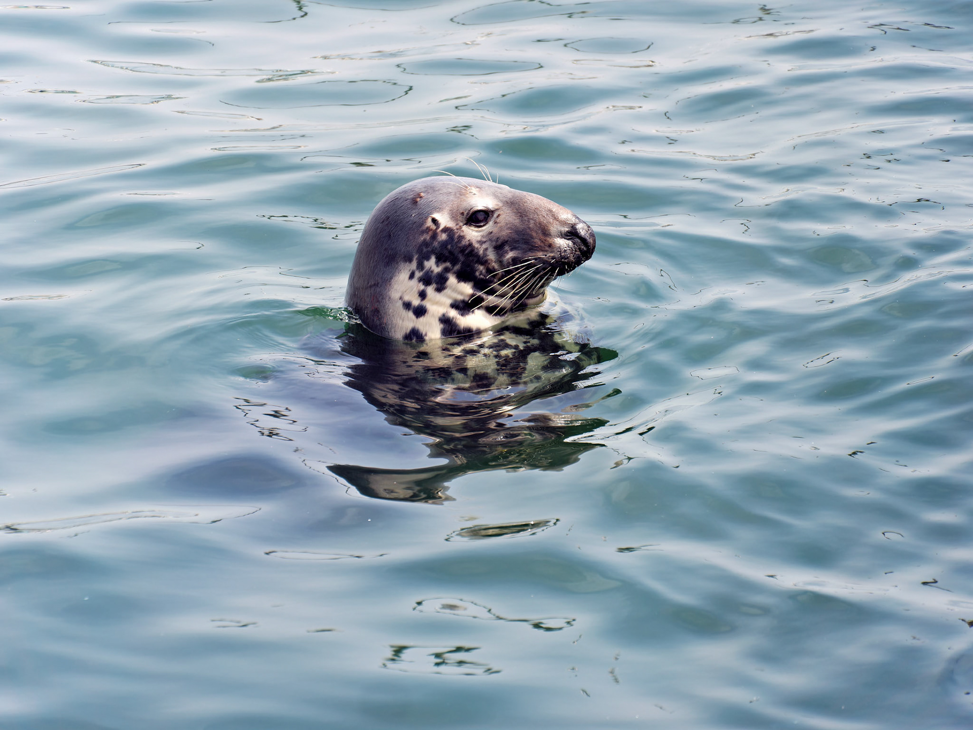 MA_CapeCodChattham_20180725_0020_PS