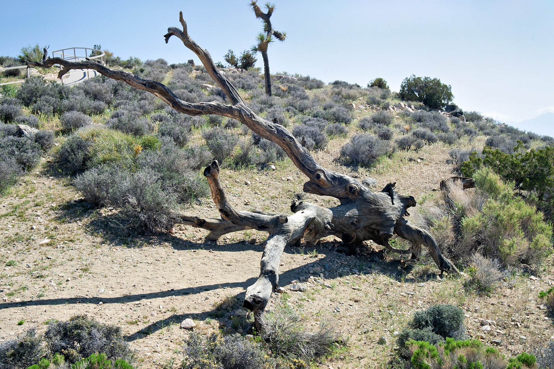 CA_JoshuaTree_20030514_0020_PS