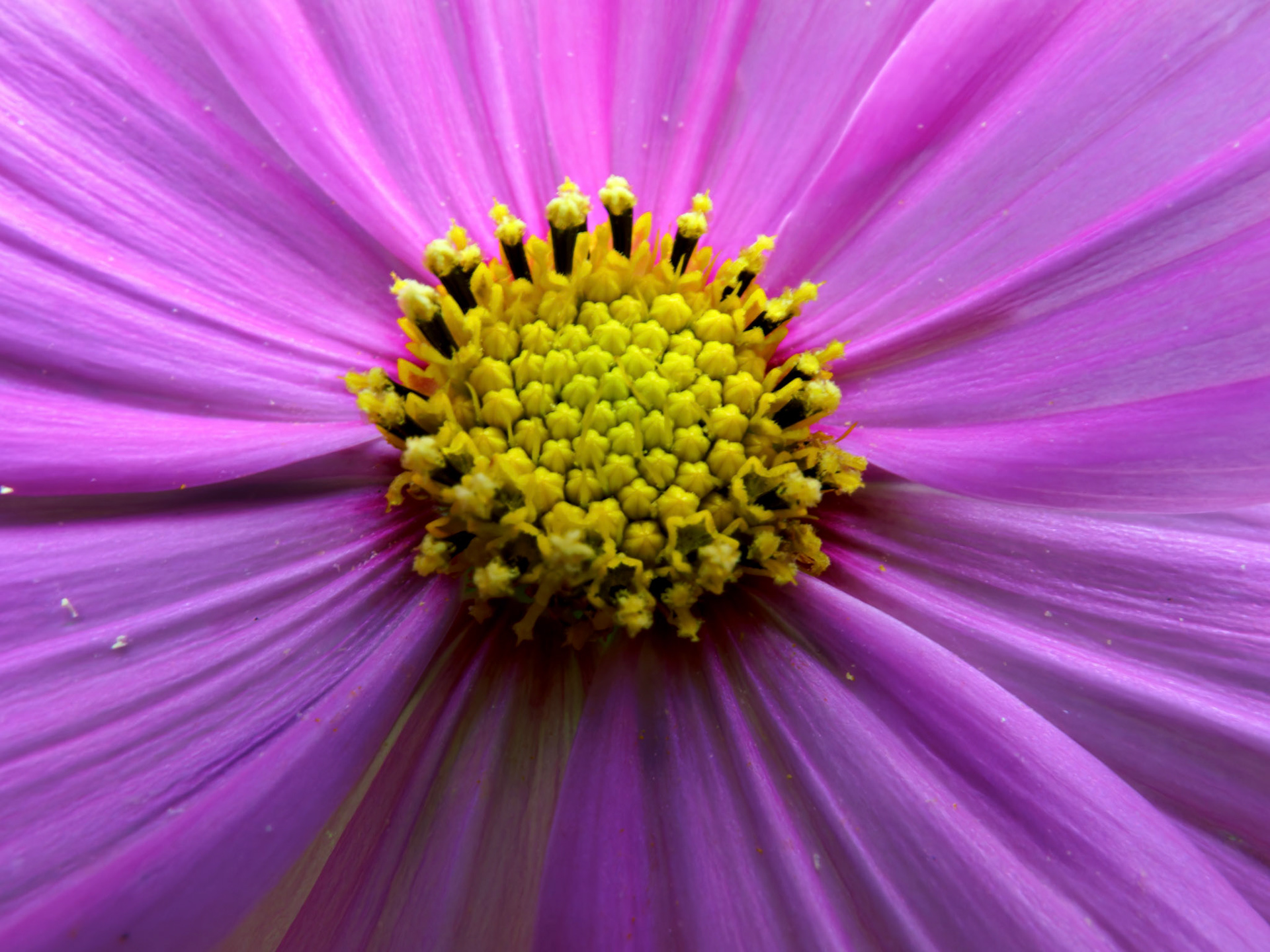 Flowers_20090818_0431_PS