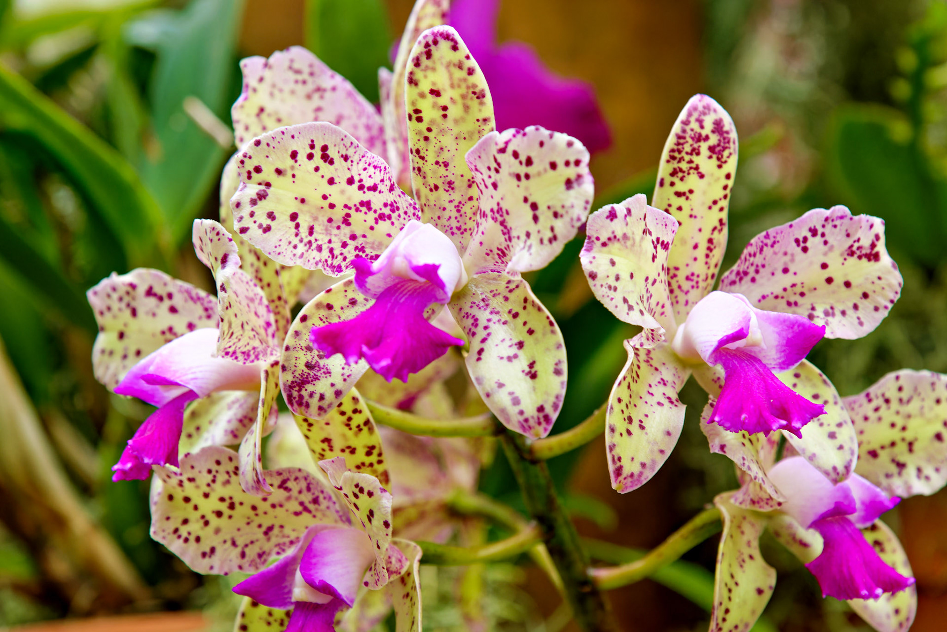 Flowers_20120928_0586_PS