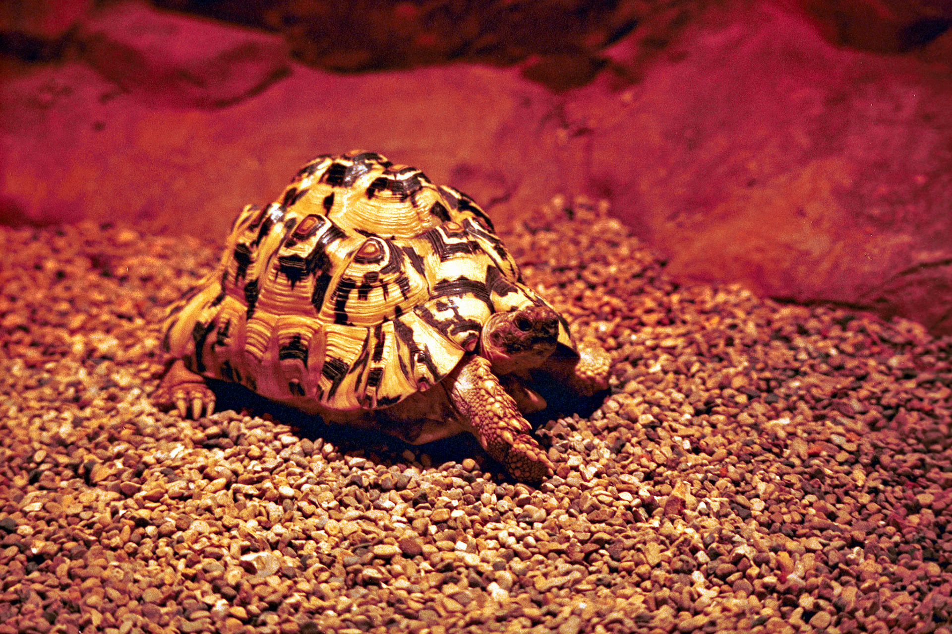 Wildlife_20221129_0770_PS.dng