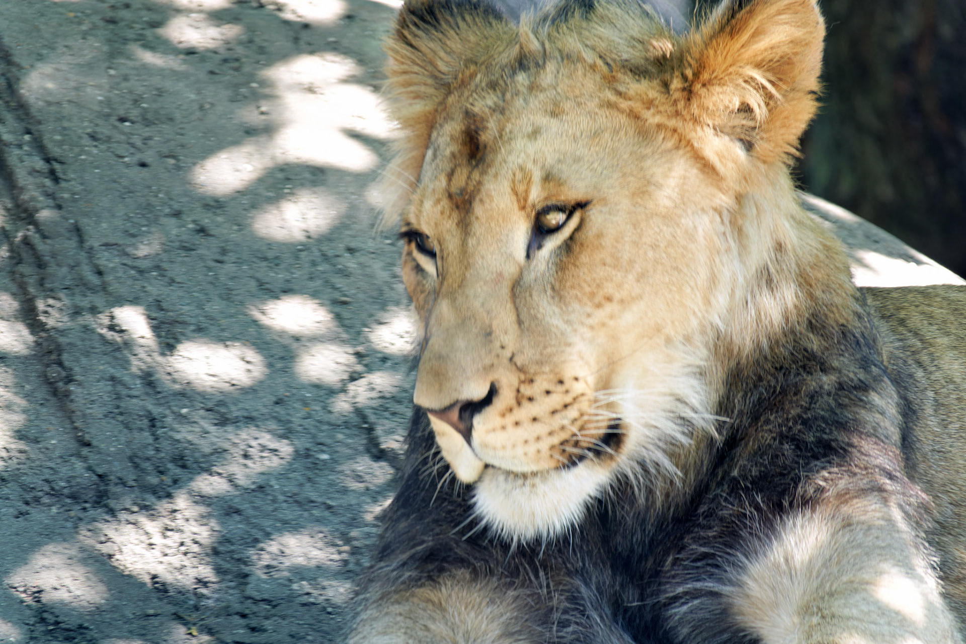 IN_Indianapolis Zoo_20170608_0251_PS.dng