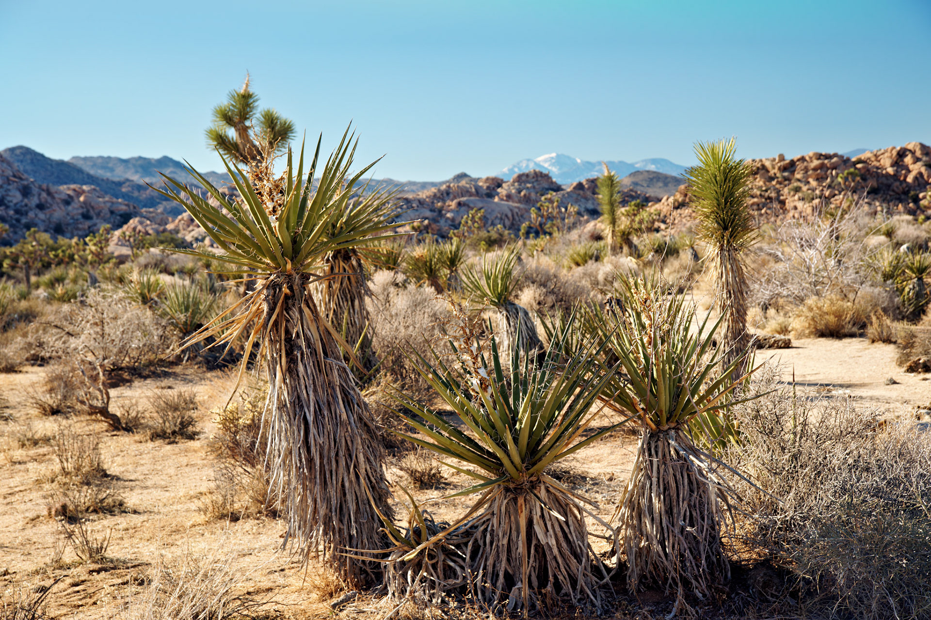 CA_PalmSprings_20090114_0178_PS